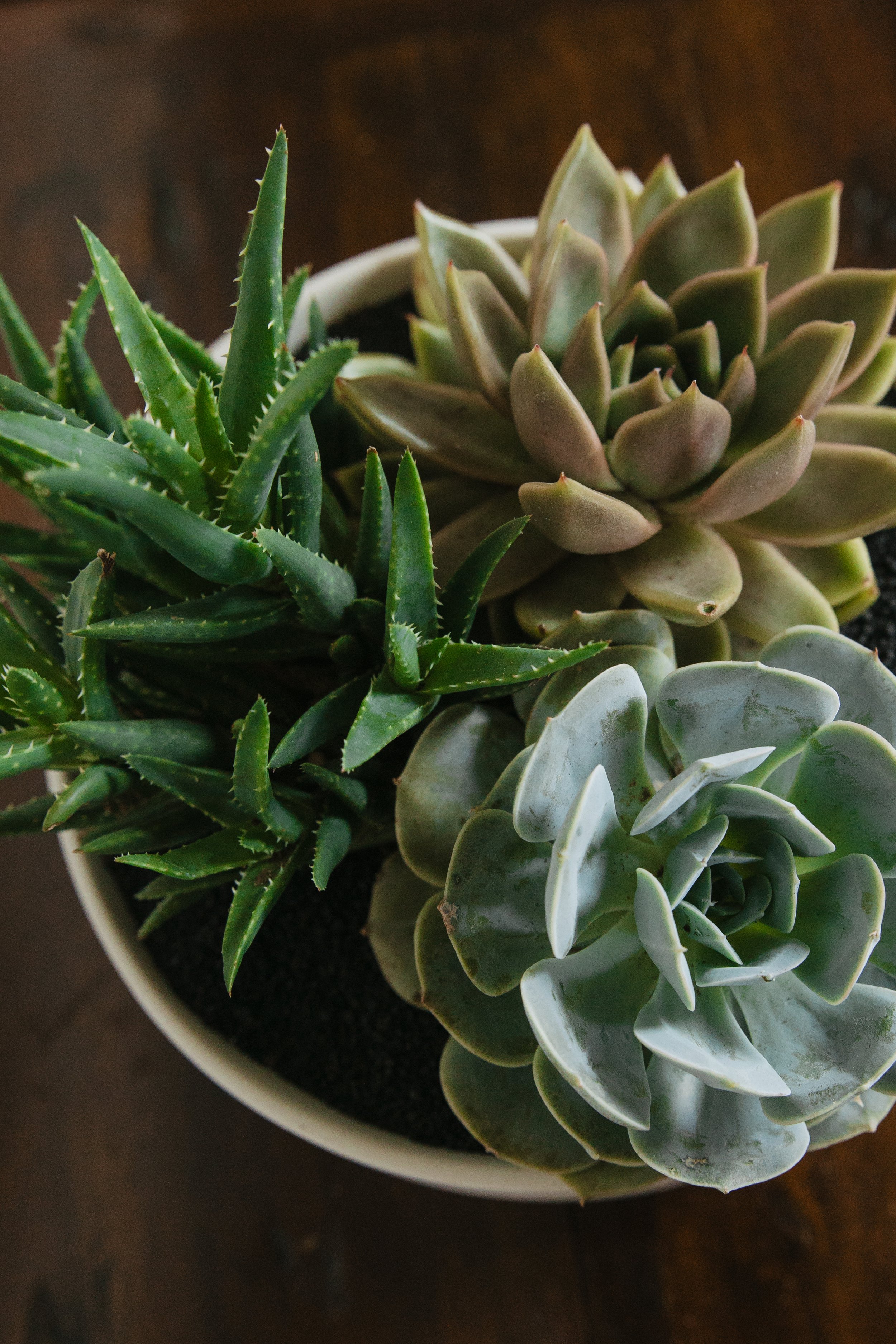 Donaroma -April 18, 2026-061- Larisa Stinga Photography.jpg