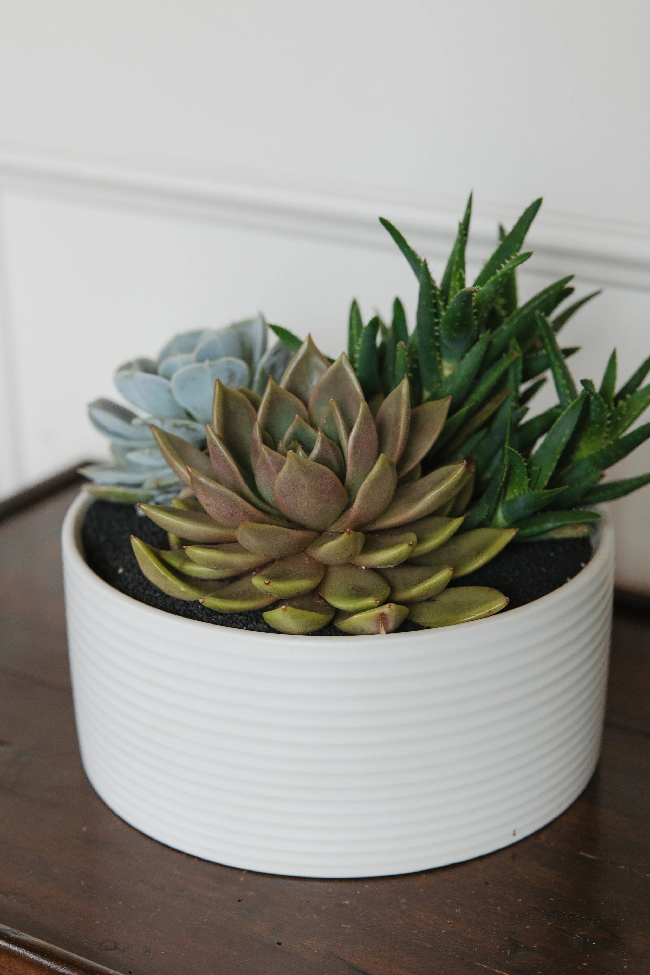 Donaroma -April 18, 2026-056- Larisa Stinga Photography.jpg