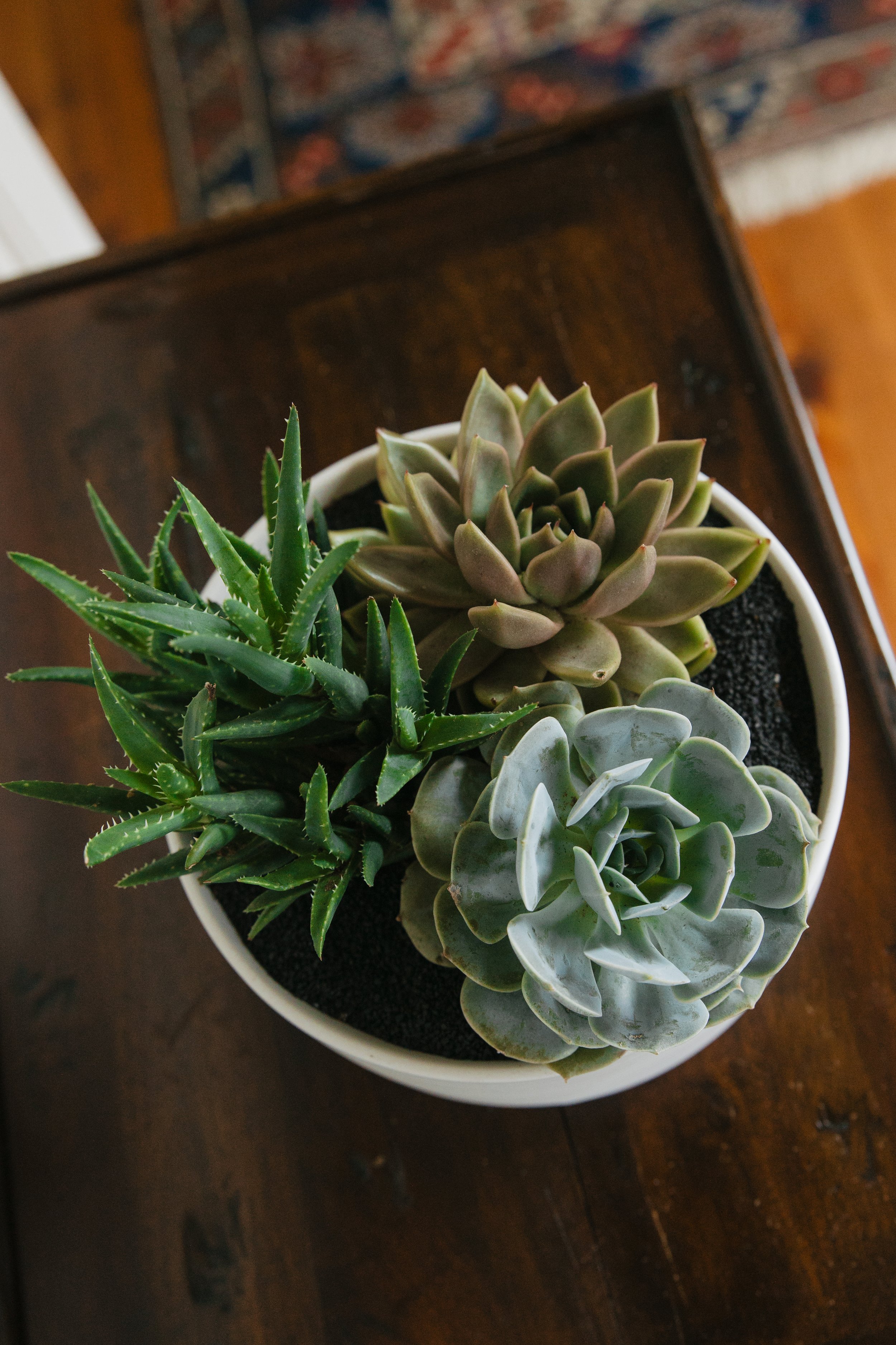 Donaroma -April 18, 2026-060- Larisa Stinga Photography.jpg