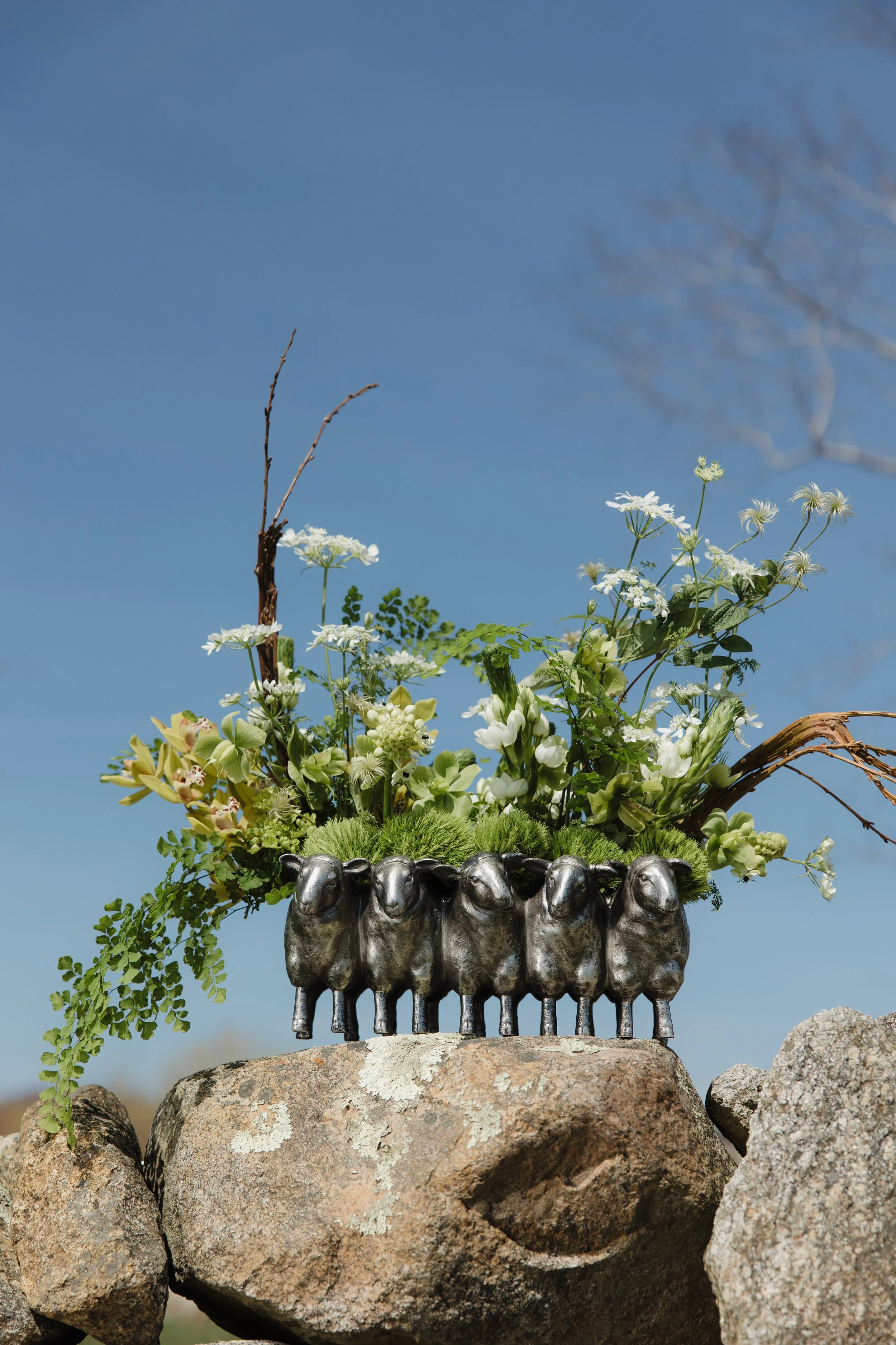 Donaroma -April 16, 2026-079- Larisa Stinga Photography.jpg