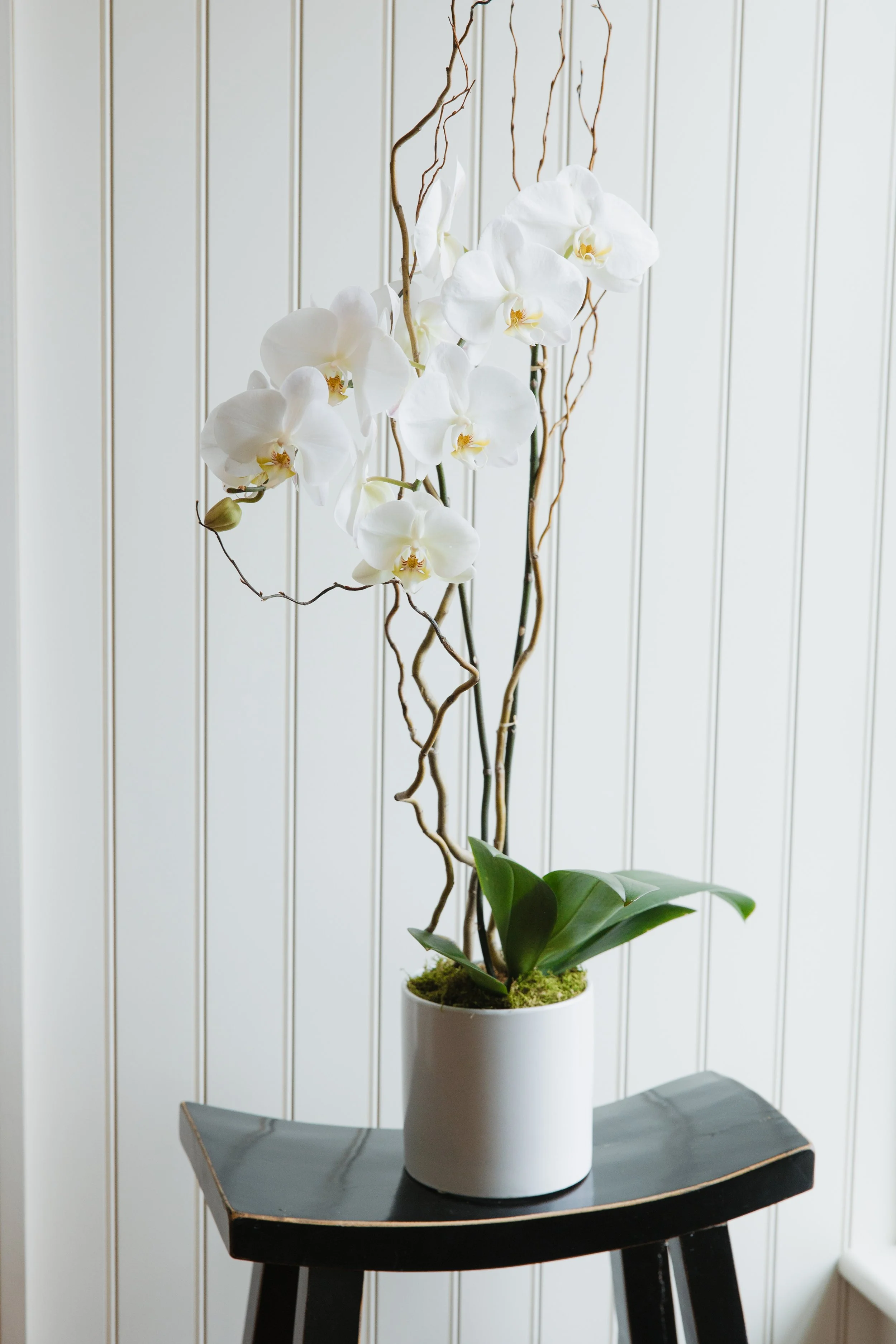 Donaroma -April 18, 2026-115- Larisa Stinga Photography.jpg