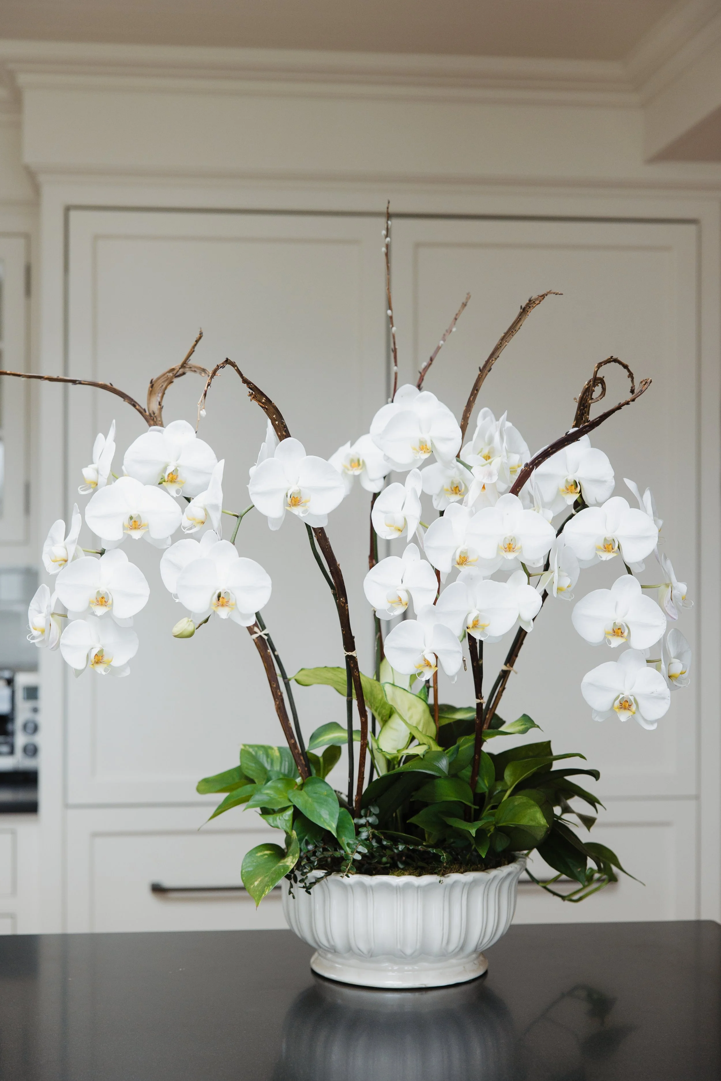 Donaroma -April 18, 2026-105- Larisa Stinga Photography.jpg