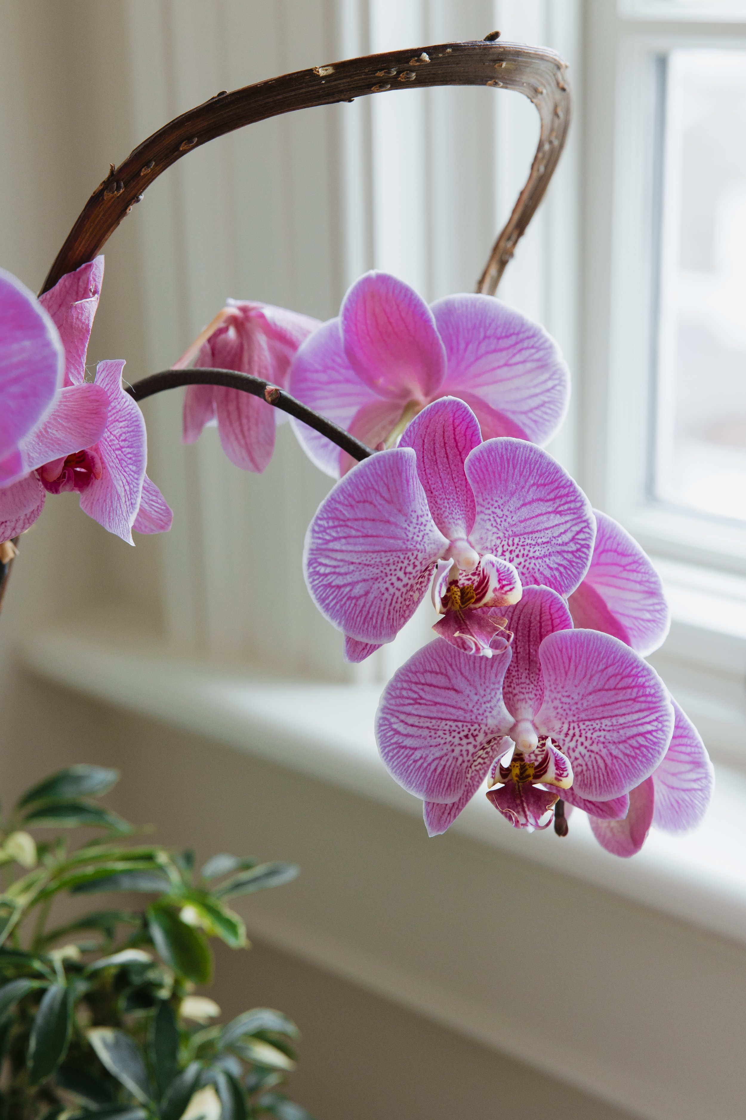 Donaroma -April 18, 2026-092- Larisa Stinga Photography.jpg