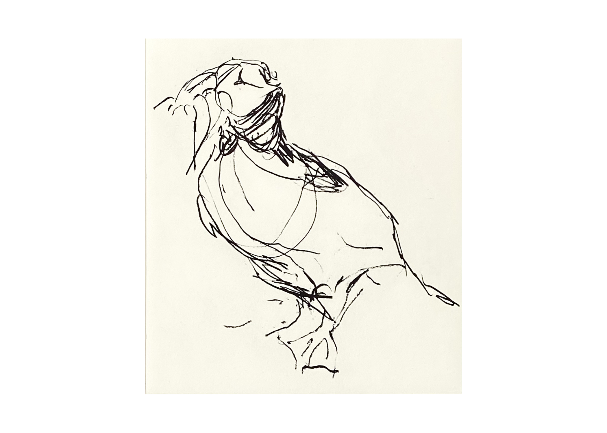 Puffin, Isle of May  |  £240.00