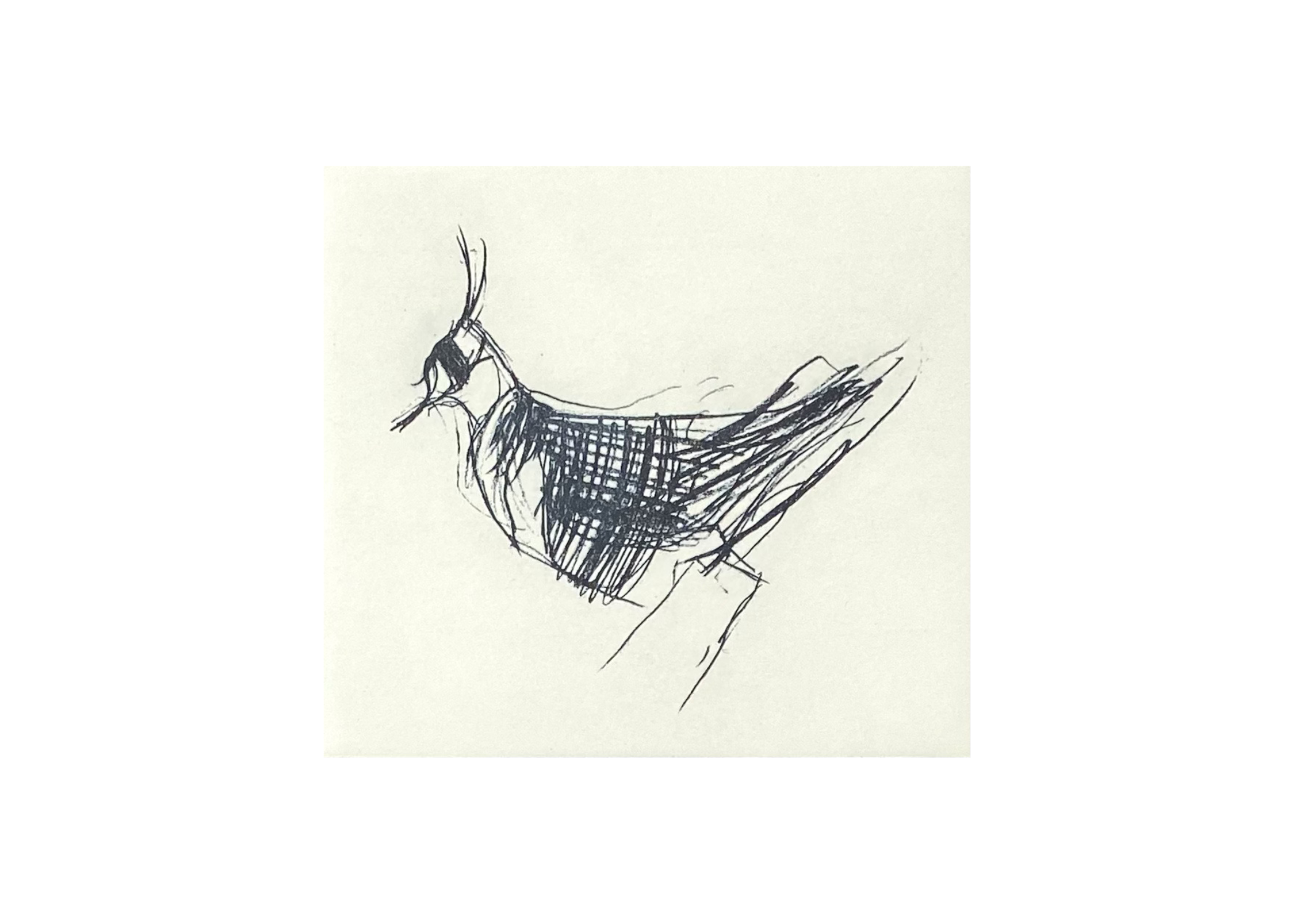 Lapwing  |  £180.00