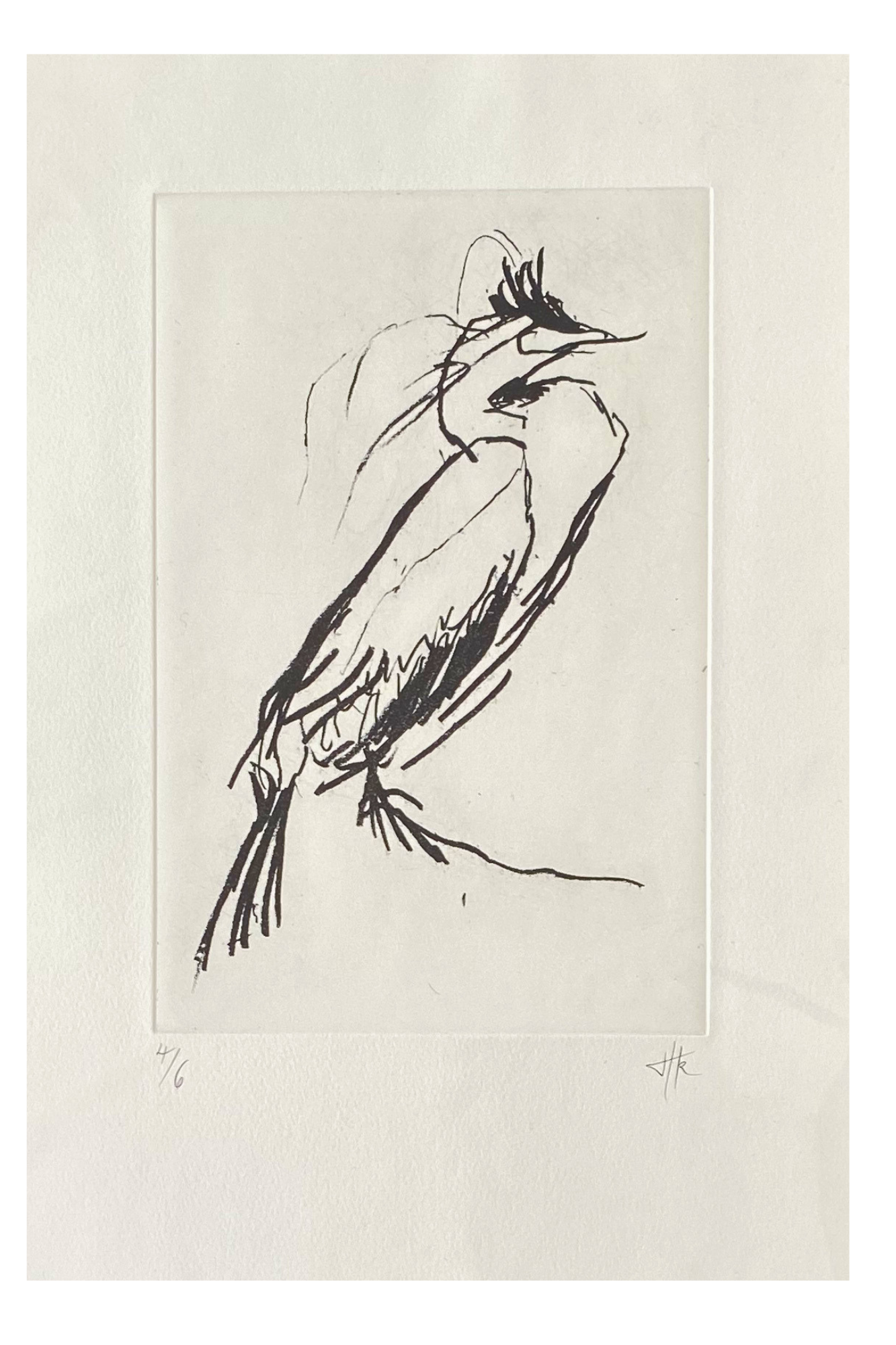 #2  Shag - Watchful  | Etching 4/6 | Image size 250mmx160mm | Paper size 410mm x270m | £180.00