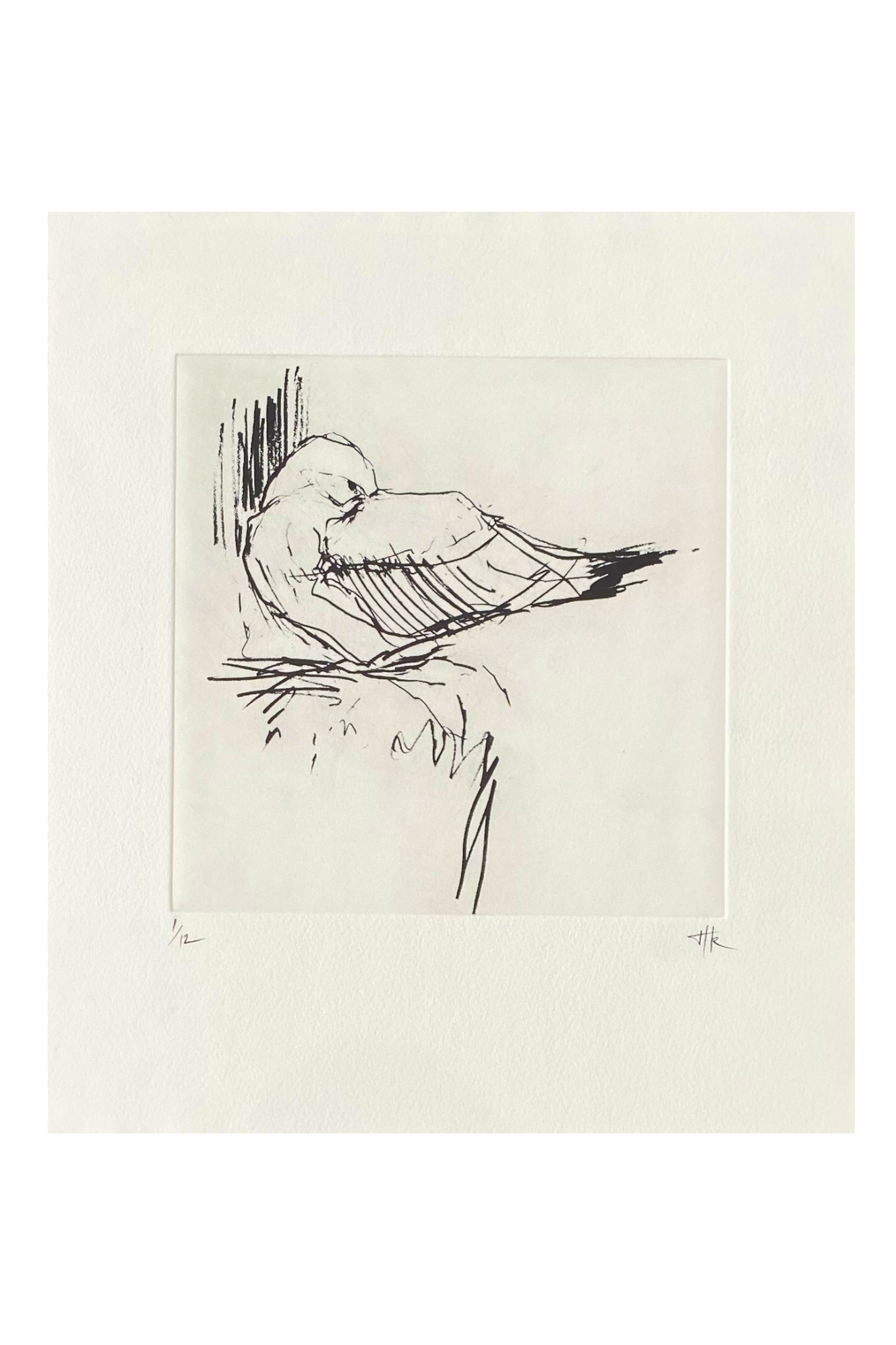 #6  Kittiwake | Etching 1/12 | Image size 200mmx200mm | Paper size 340mm x300m | £180.00