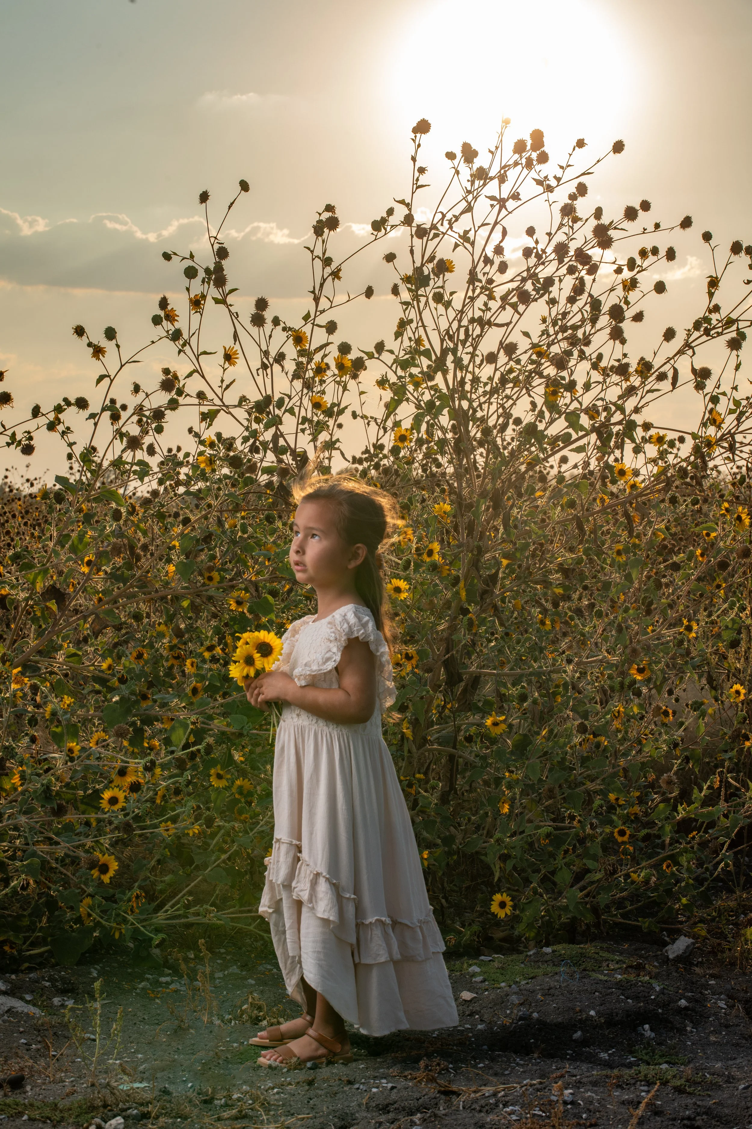 A young girl in a flowing white dress standing in a sunflower field at sunset. She holds a sunflower and looks off to the side with a contemplative expression.