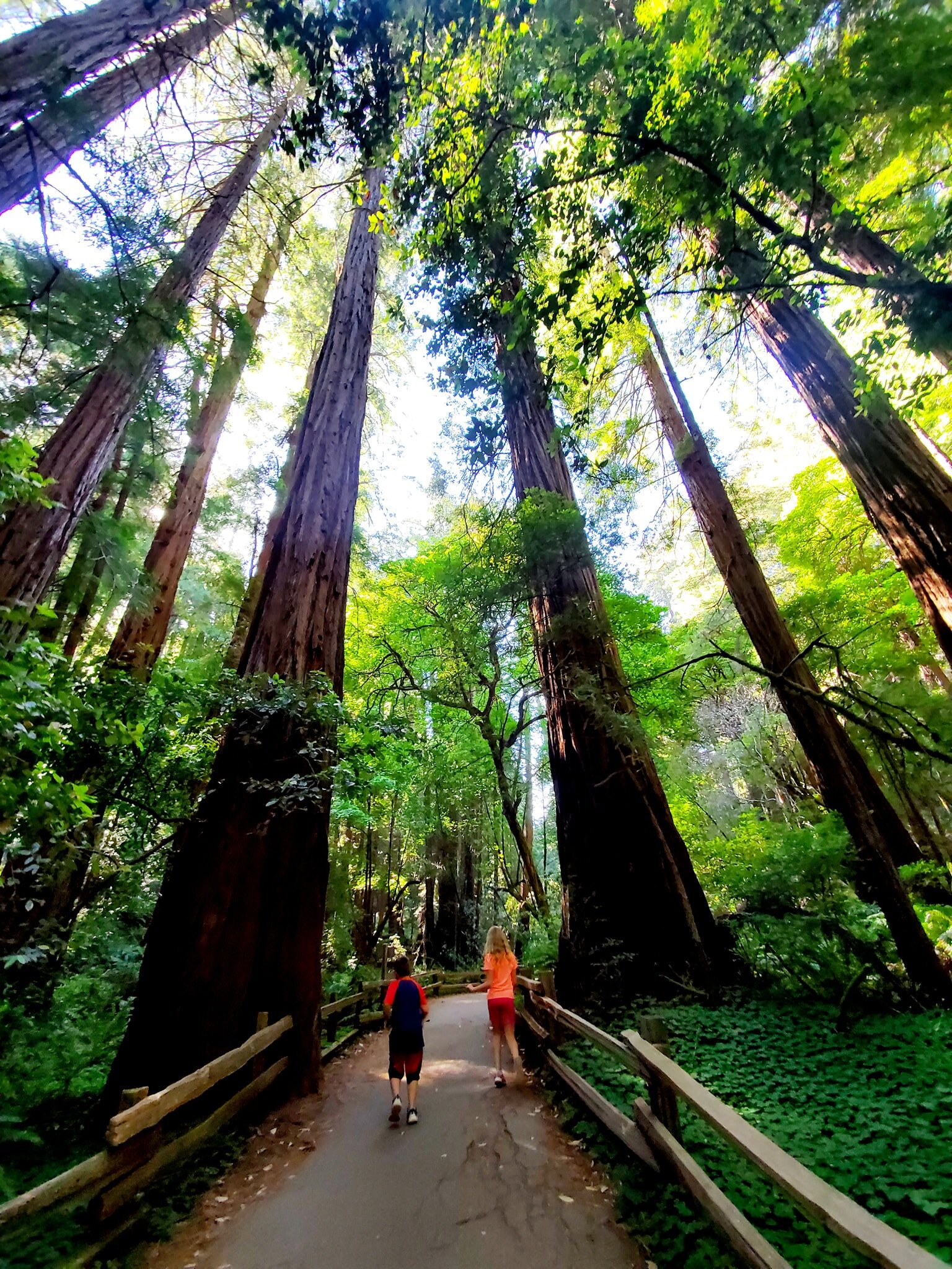 muir woods.jpg