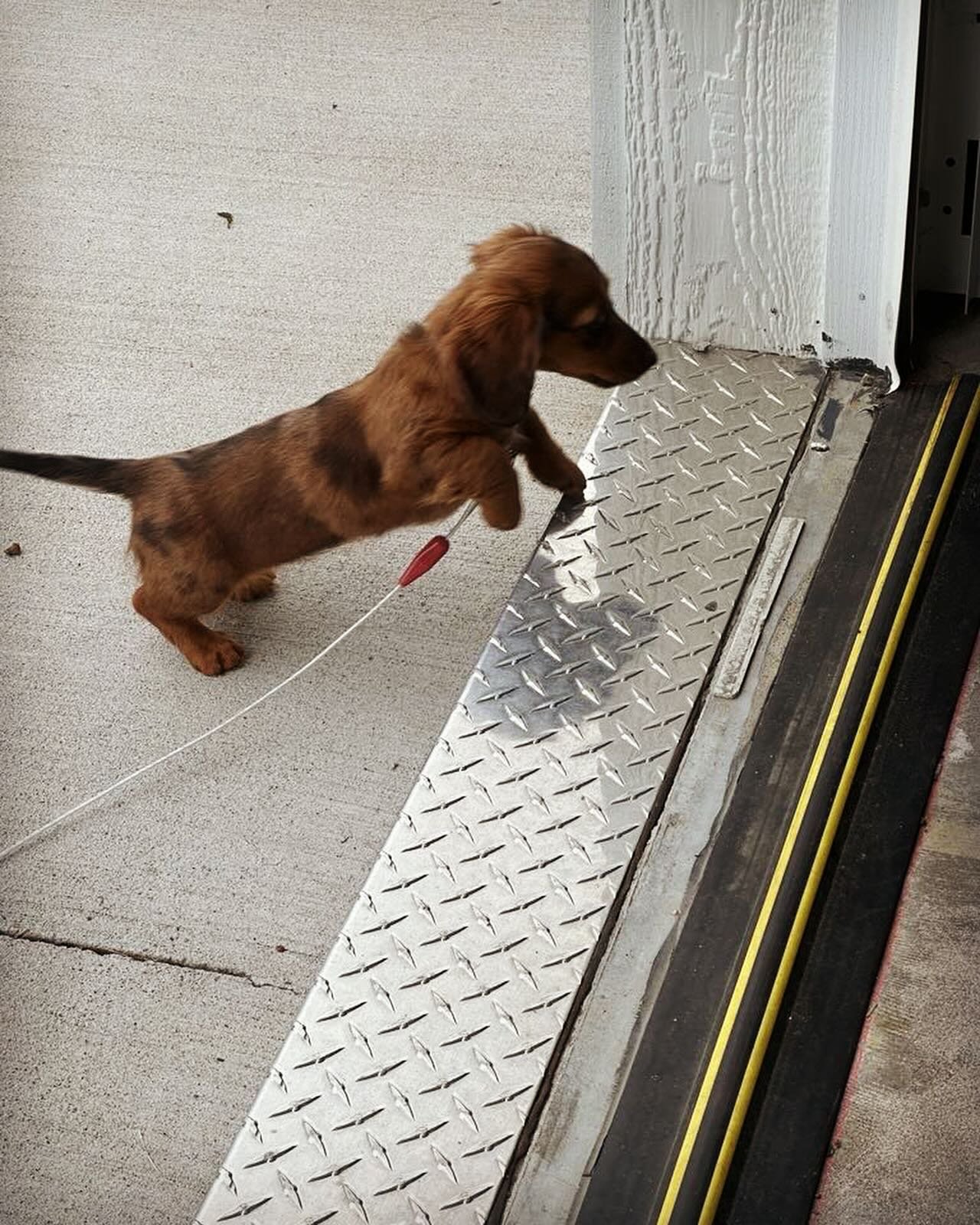 It can SEEM like a BIG STEP, 
setting foot into the gym that first time.
And for this little Mini Dachshund pup, it literally was!

Once inside you realize more and more with each passing workout, that it is really such a GREAT environment. So many g