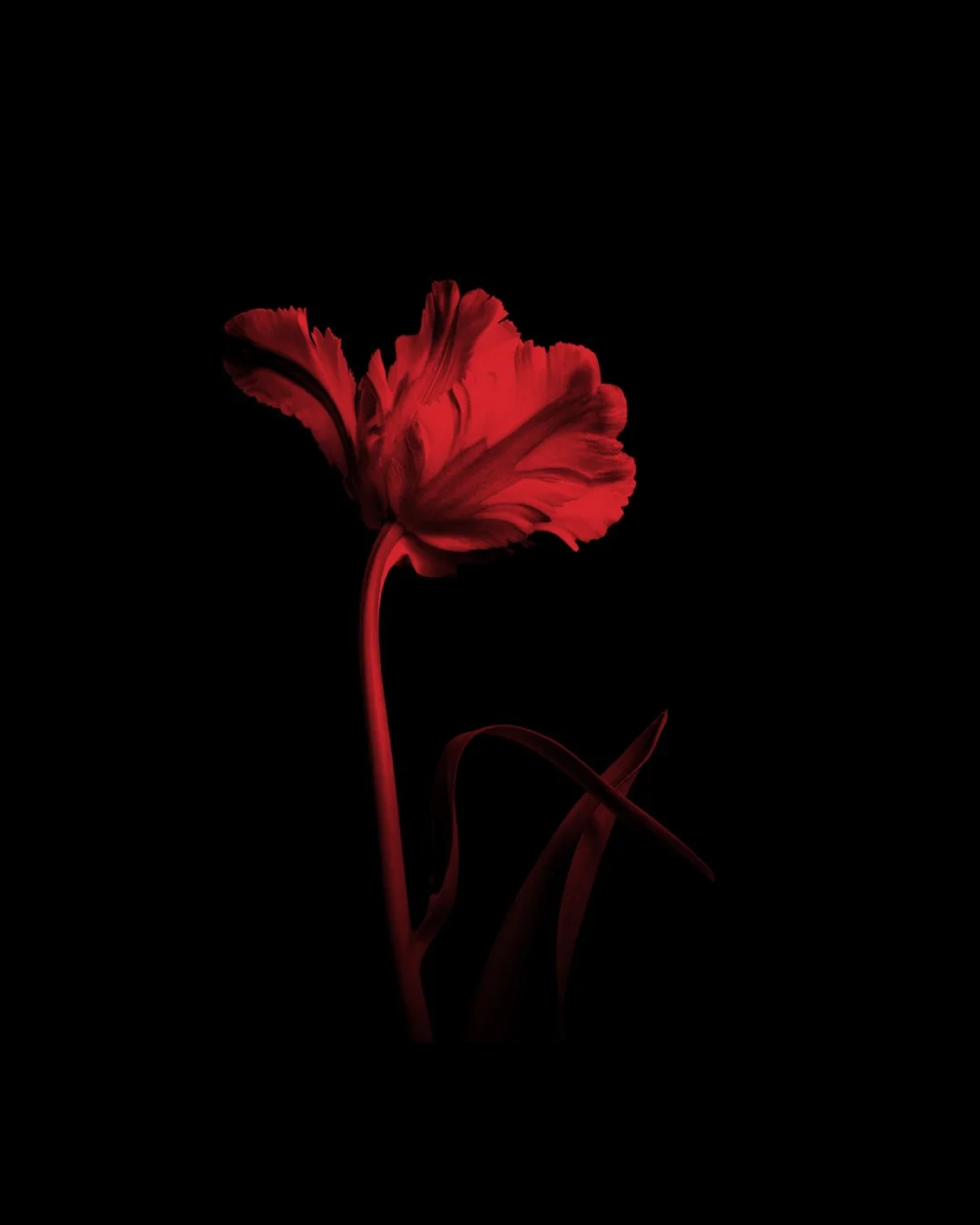 A red flower with ruffled petals and long stem against a black background.