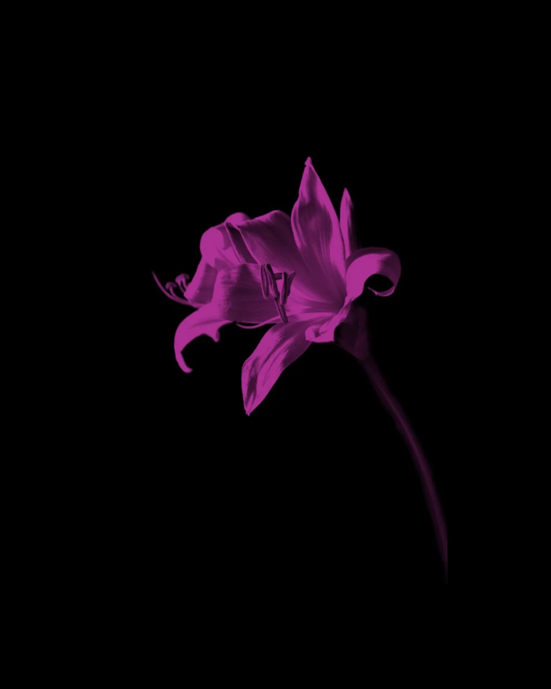 A purple lily flower against a black background.