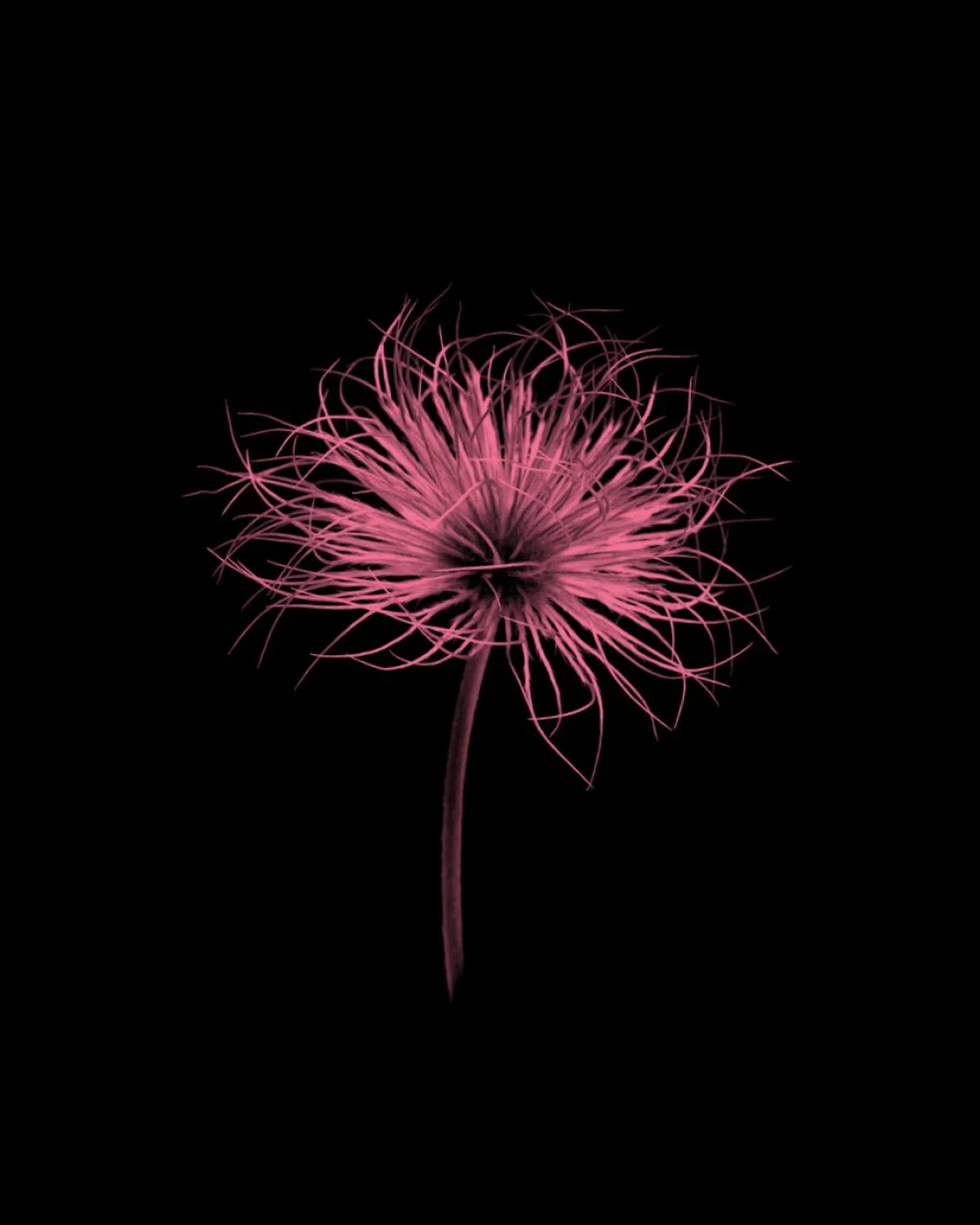 A pink, spiky flower with long, thin, curly petals on a black background.