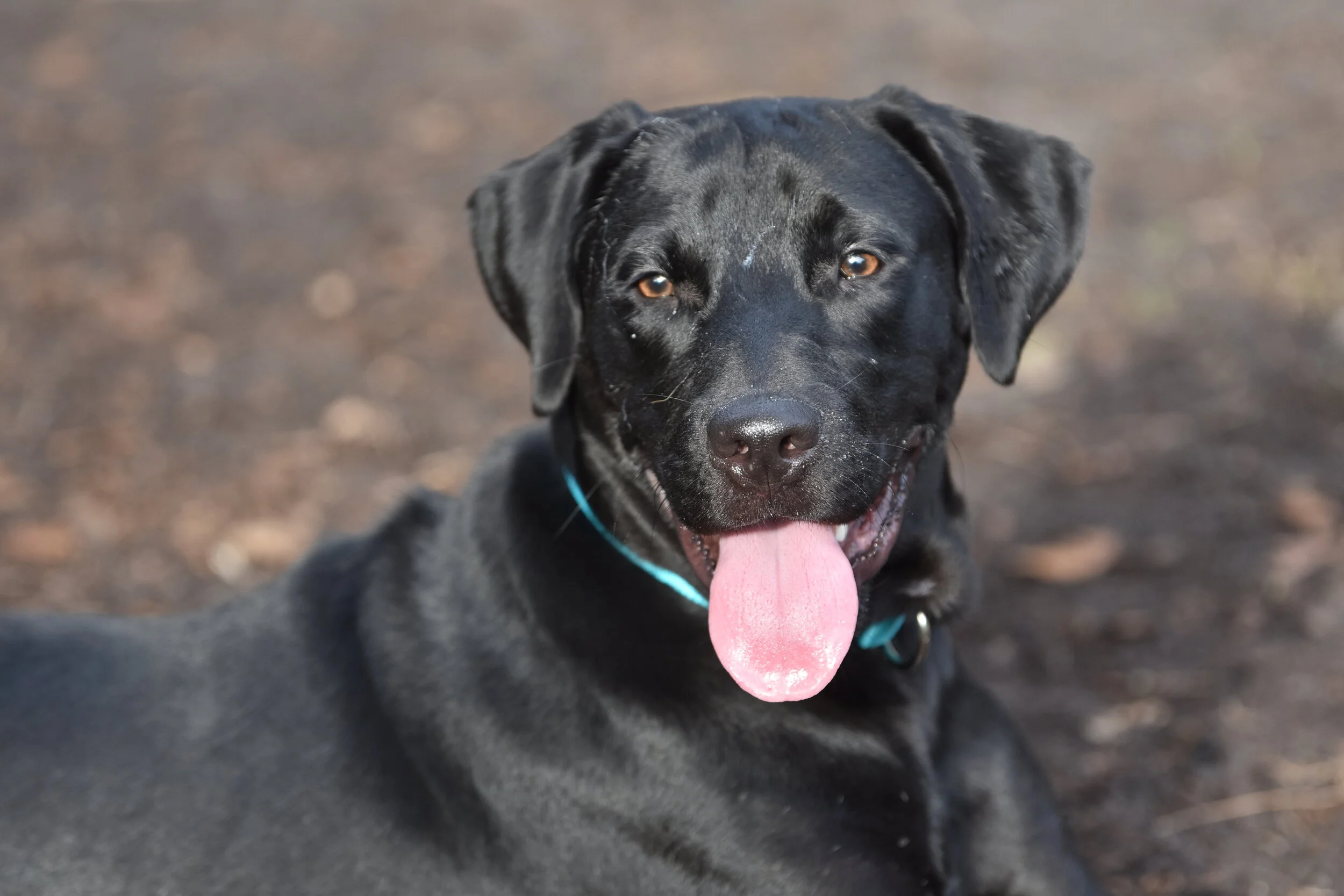 Gallery — TLC PetSnip, Inc.