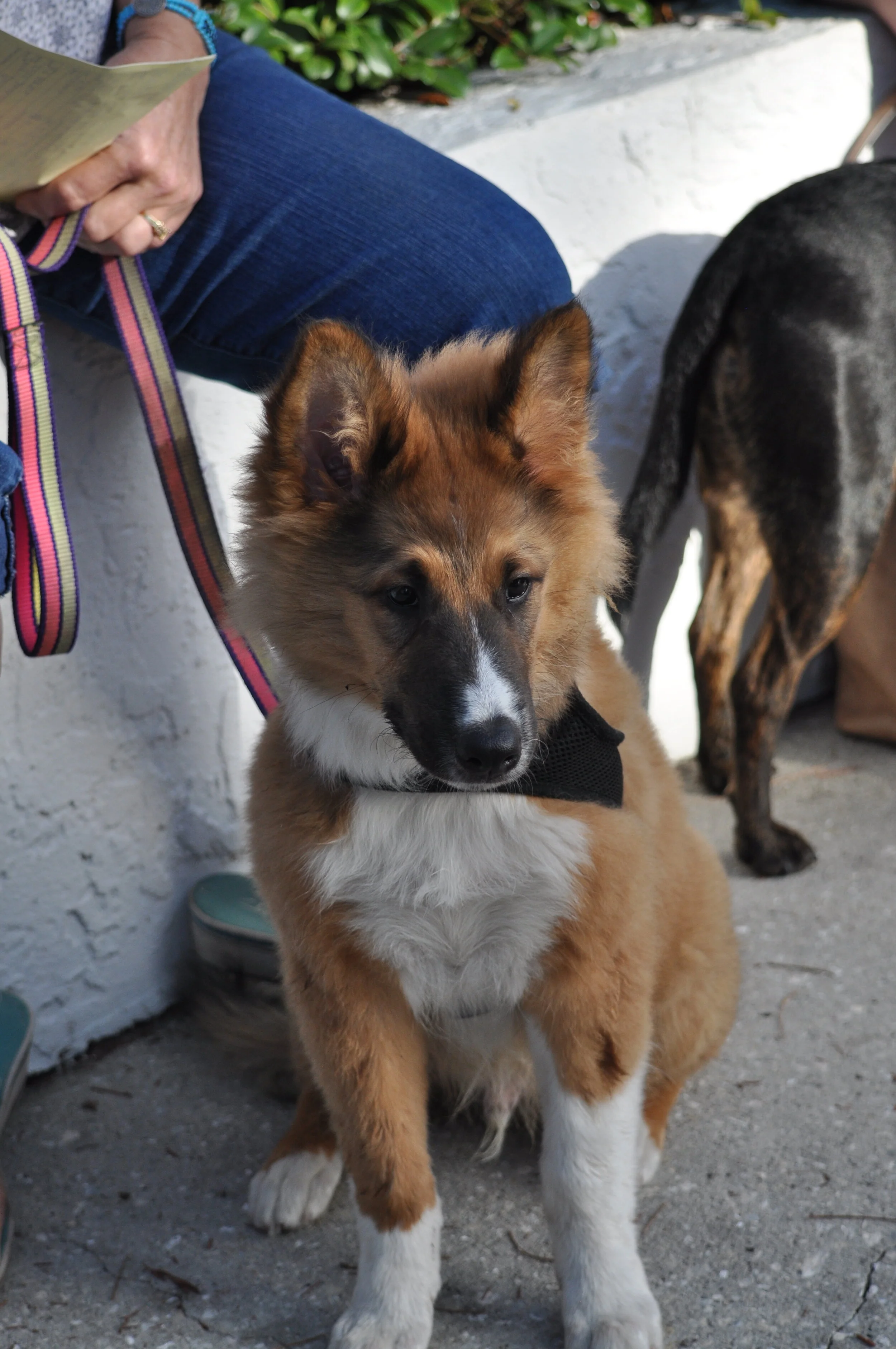 Gallery — TLC PetSnip, Inc.