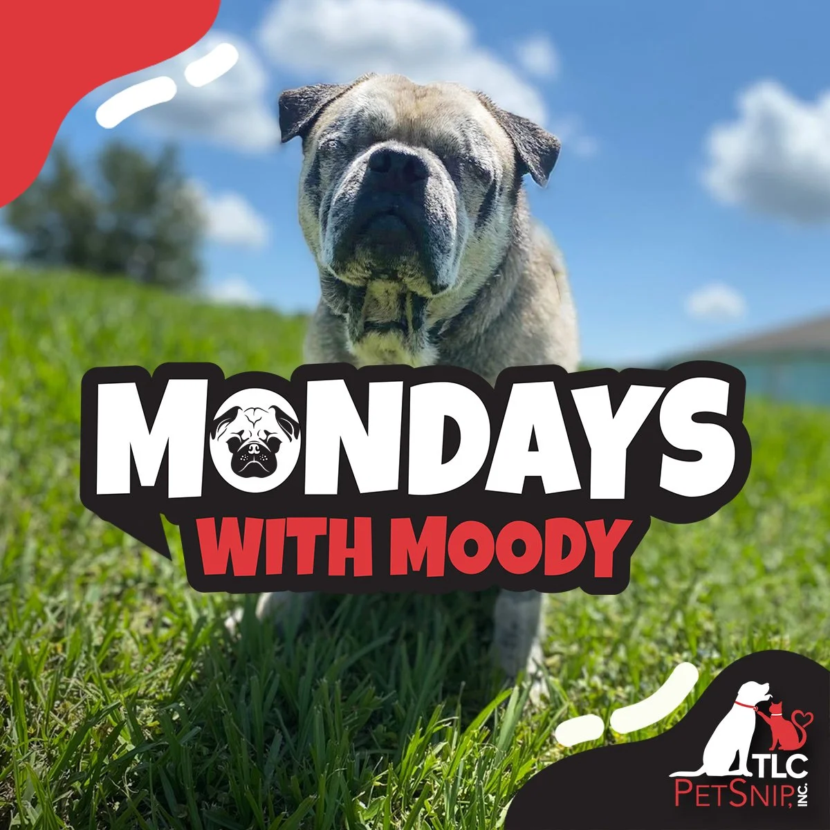 Mondays with Moody: Meet the Dog with a Blog!