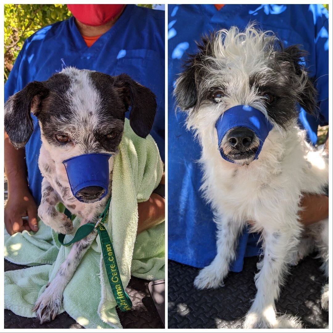 Here's Oreo! Such a cutie, before and after his hair cut.
