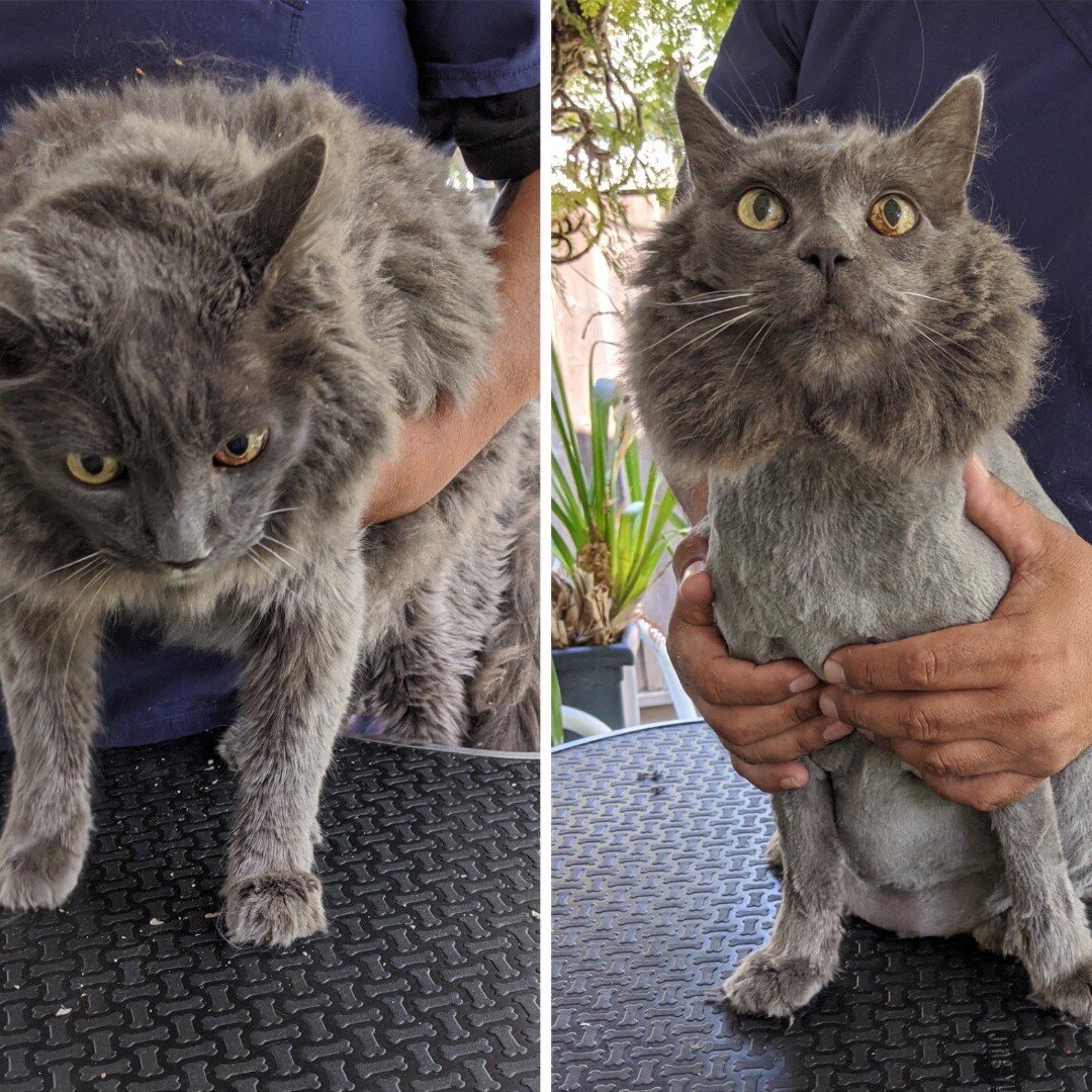 Here's another one of our beloved feline friends. Meet TJ. He's handsome before and after the Lion Cut.