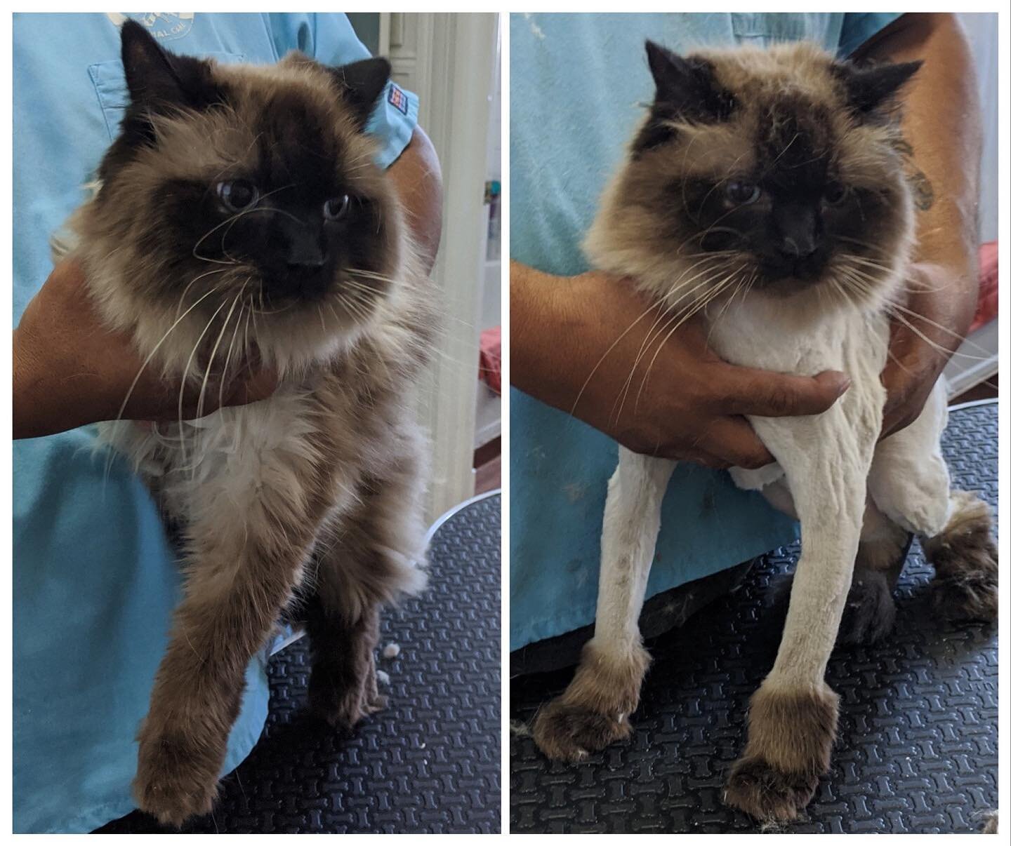 Looking good, Dozer. King of the pride. 🦁 
#catgroomer #catgrooming #petgrooming #alameda #bayareagroomer #veteranownedbusiness #veteranownedandoperated