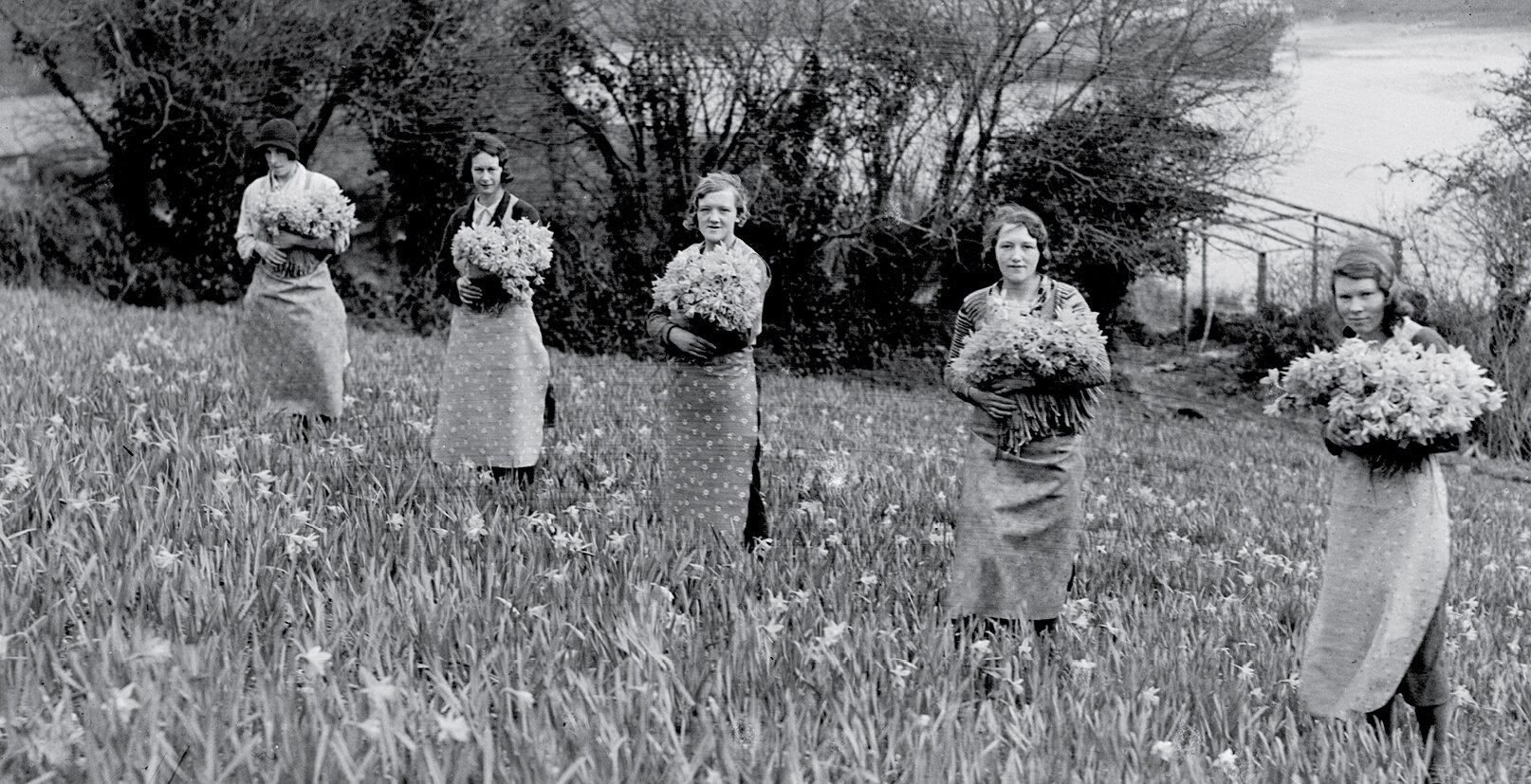 Women picking daffodils on the River Fal, Cornwall in the 1920s.