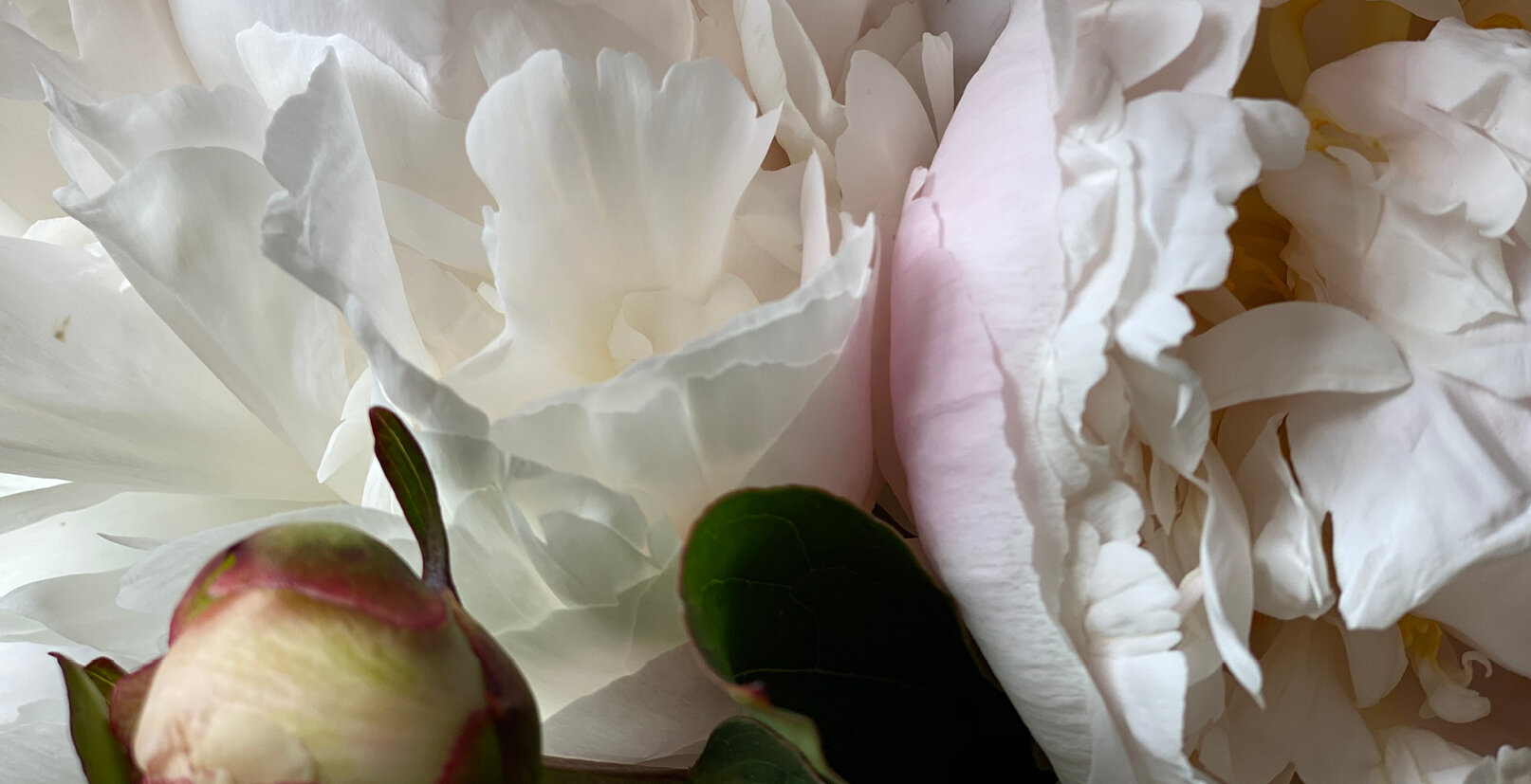 Peonies Nick Shaylor – late flowering, double white with blush pink fragrant blooms (left) and Bowl of Cream – early to mid flowering, double creamy white fragrant flowers (right).
