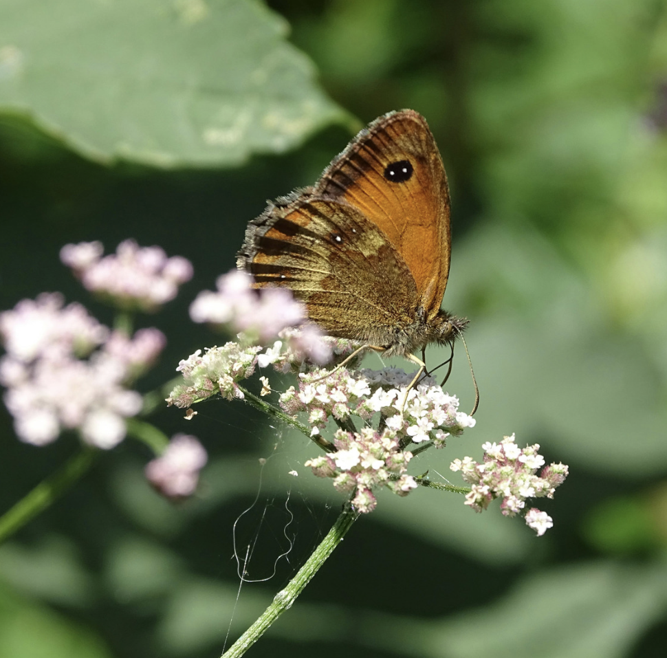 Screenshot 2026-01-21 at 7.06.34 am.png