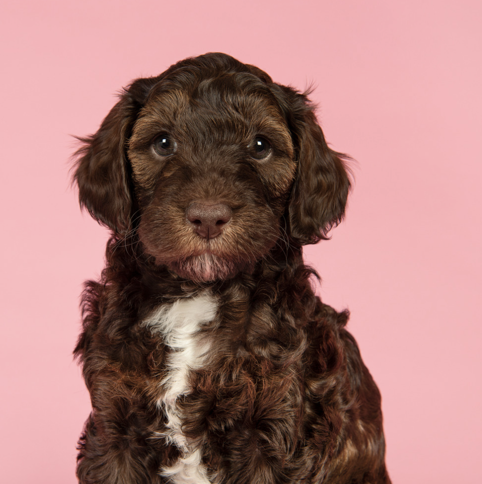 Basic Obedience Training 60 minute session