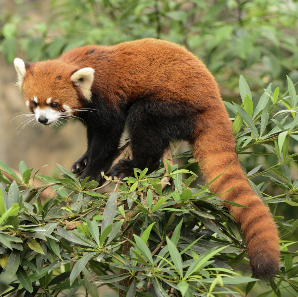 (TikTok live only) Medium Tarot Read 4-6 Questions