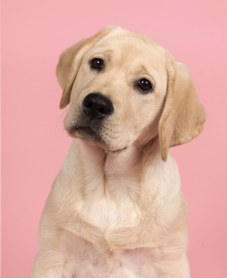 Hour Walking Private