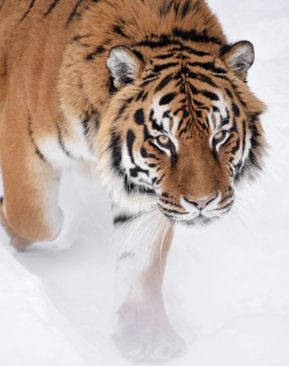 Screenshot 2026-01-29 at 9.48.45 am.png