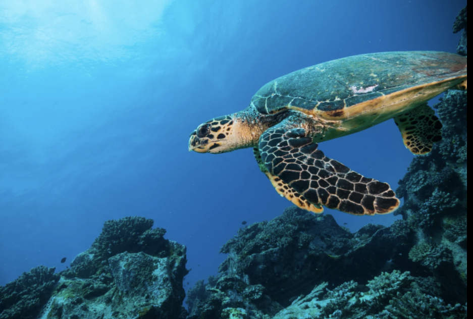 30 Minute Distant Reiki