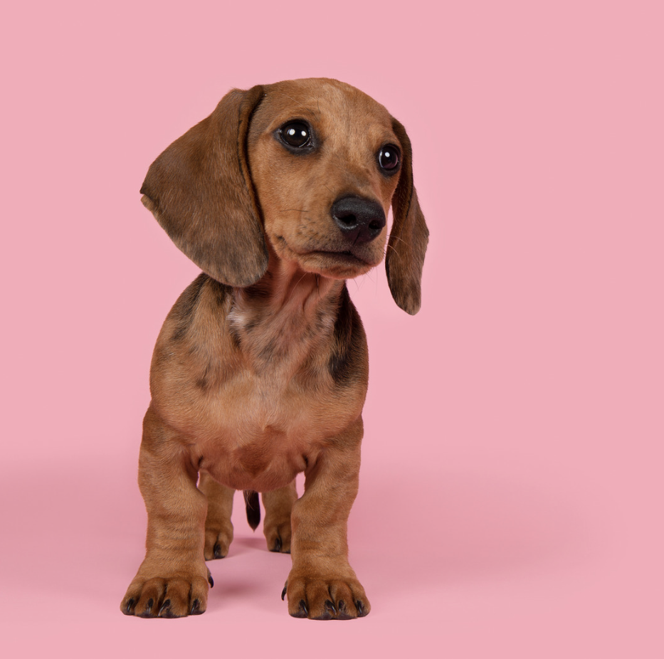 Leash Training and Puppy Behaviour