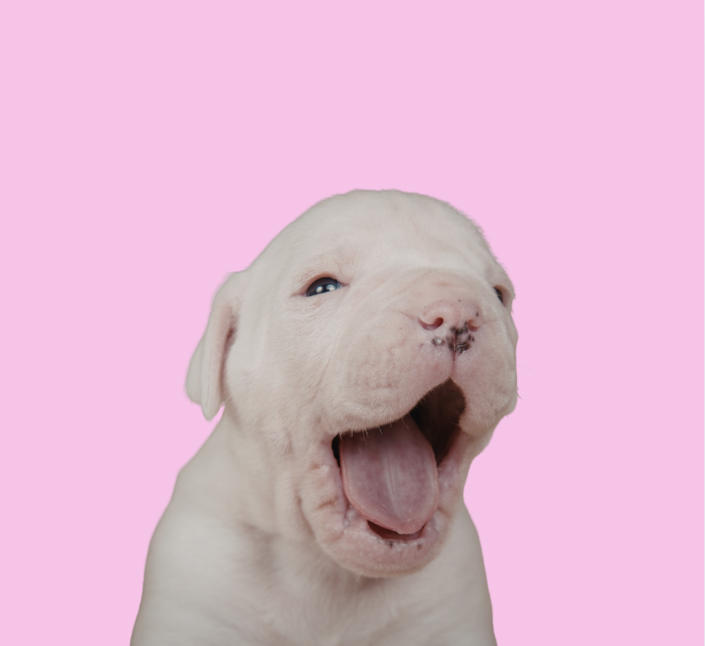 Training Package (4 sessions)  60-minute sessions