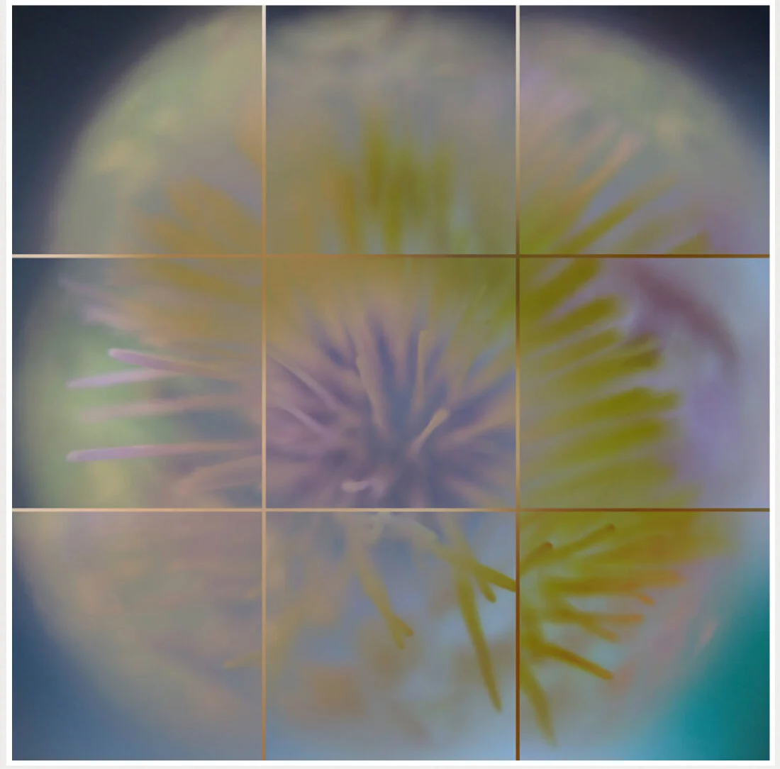 CORONA_Pink and Gold Cardoon.jpg