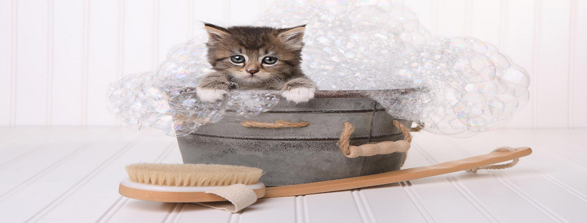 animal house jacksonville nc grooming Emelina Renfro