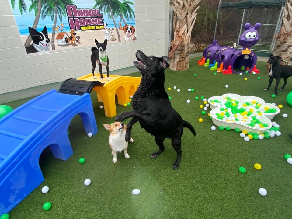 Doggie Day Camp — Animal House