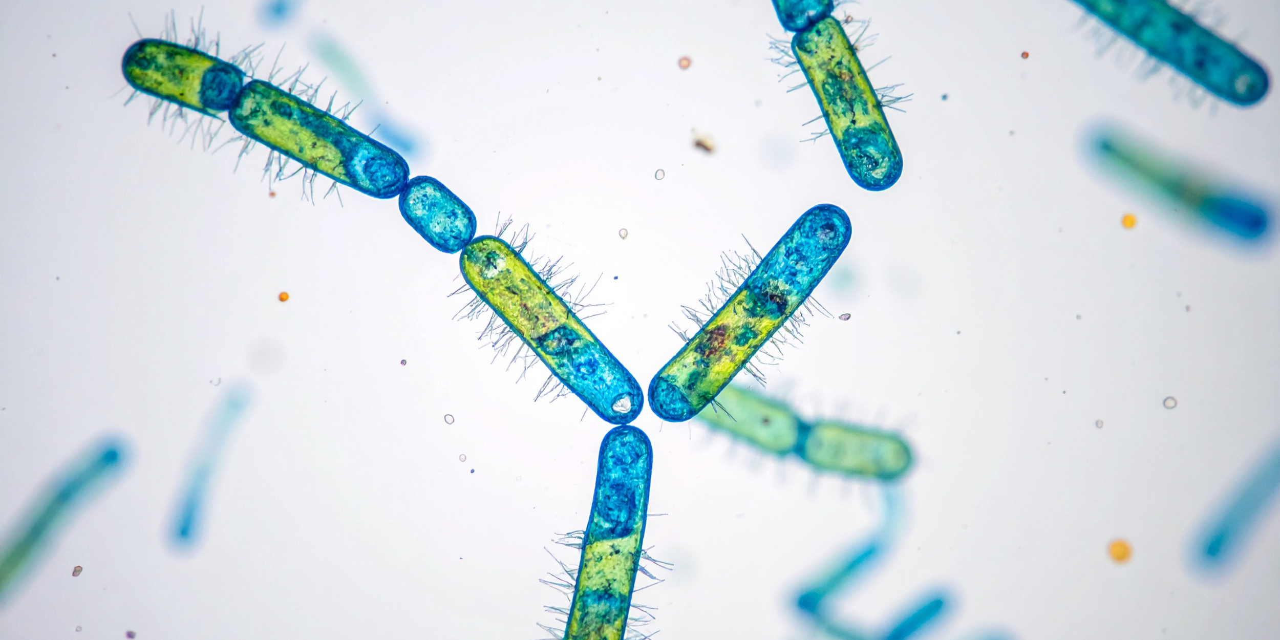 The Eye Microbiome: The Invisible World Protecting Your Vision