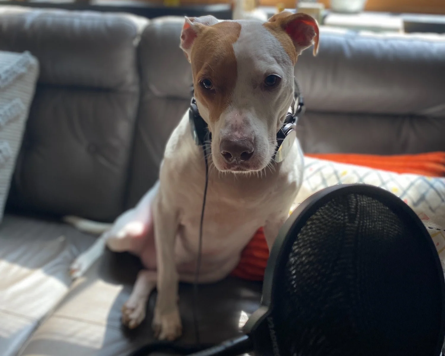 Season 2 Episode 6: Dogshit Central