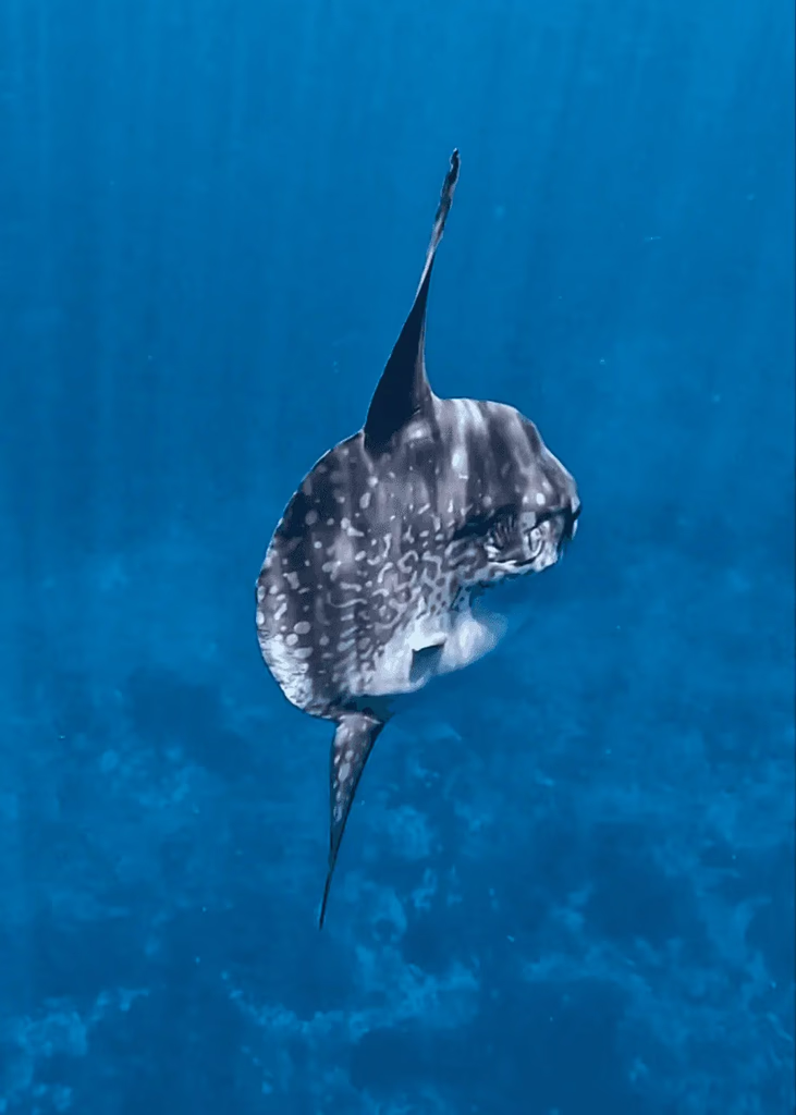 alor mola.png
