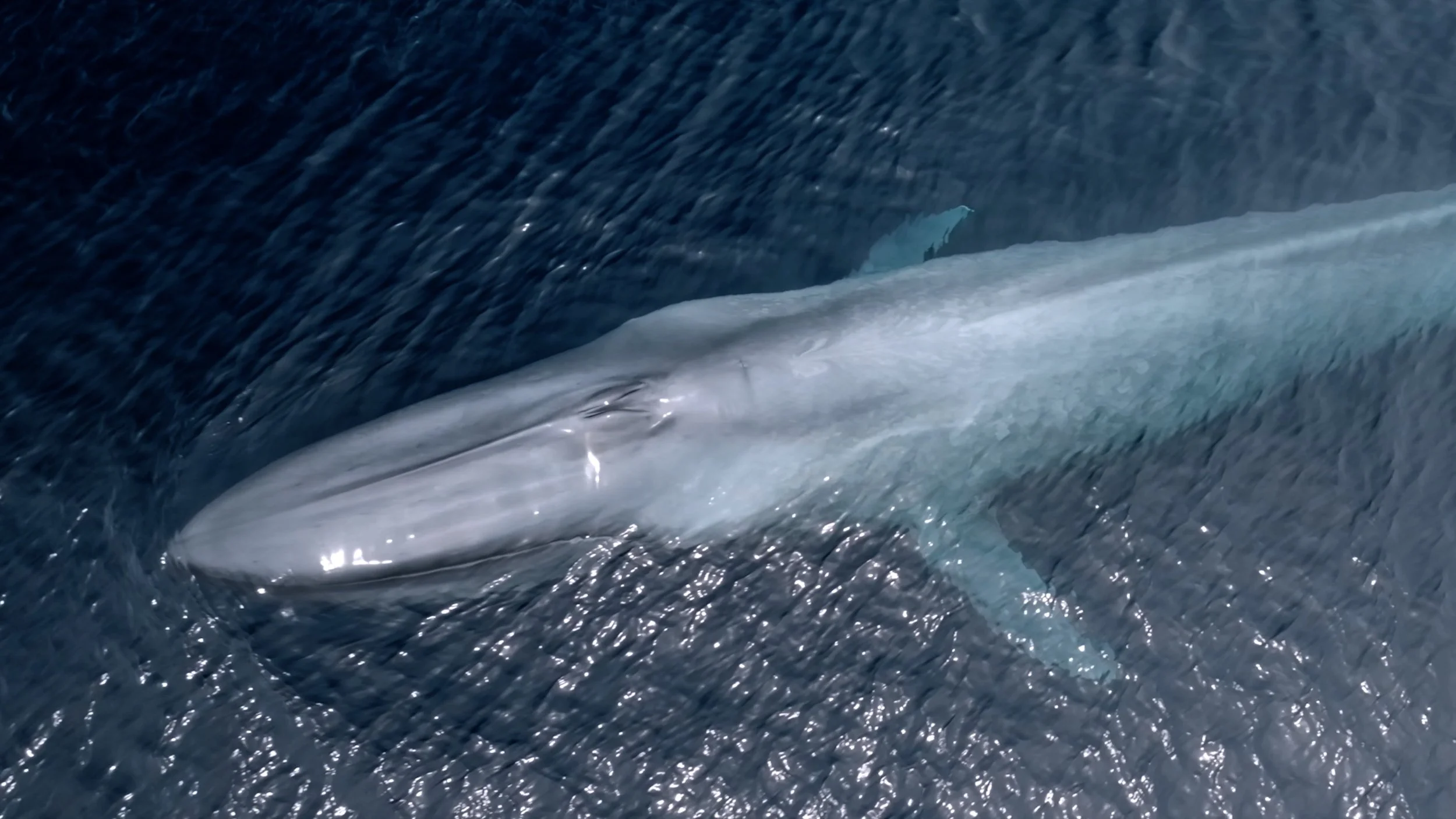 Blue Whale 1.jpg