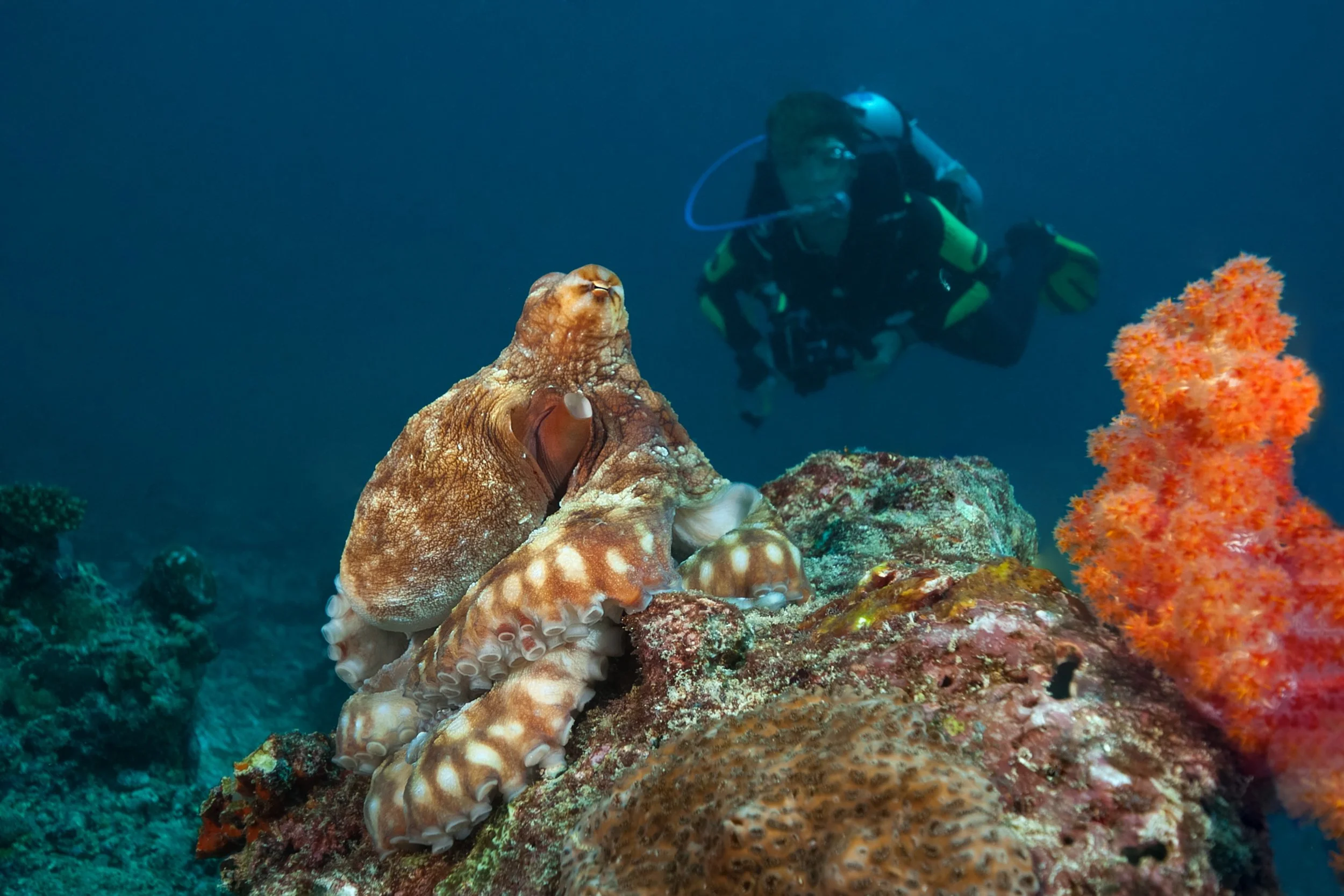 Octopus ©B+P Lange.jpg