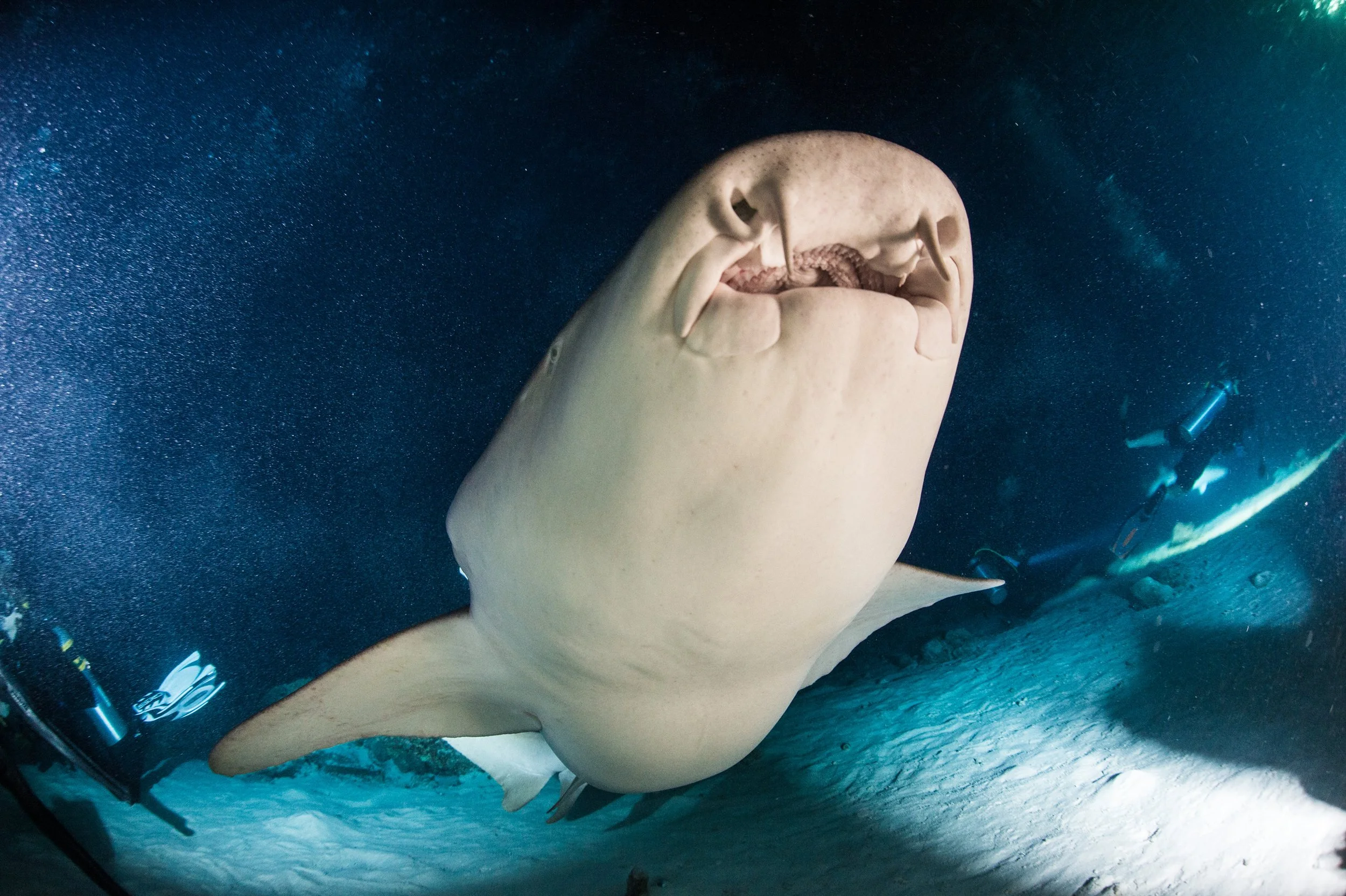 Nurse shark_02©Mark Stickler.jpg