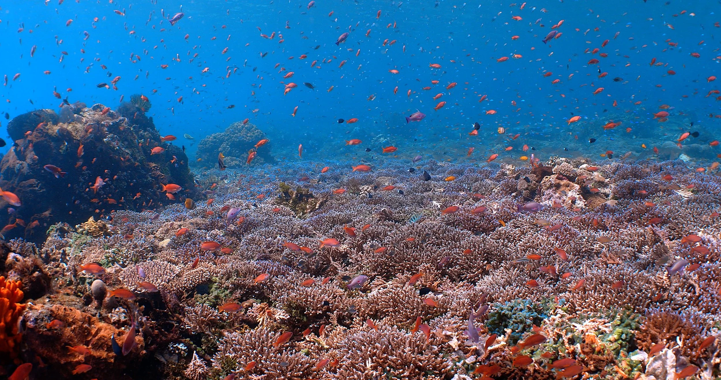 Coral reef with fish in Alor, Indonesia