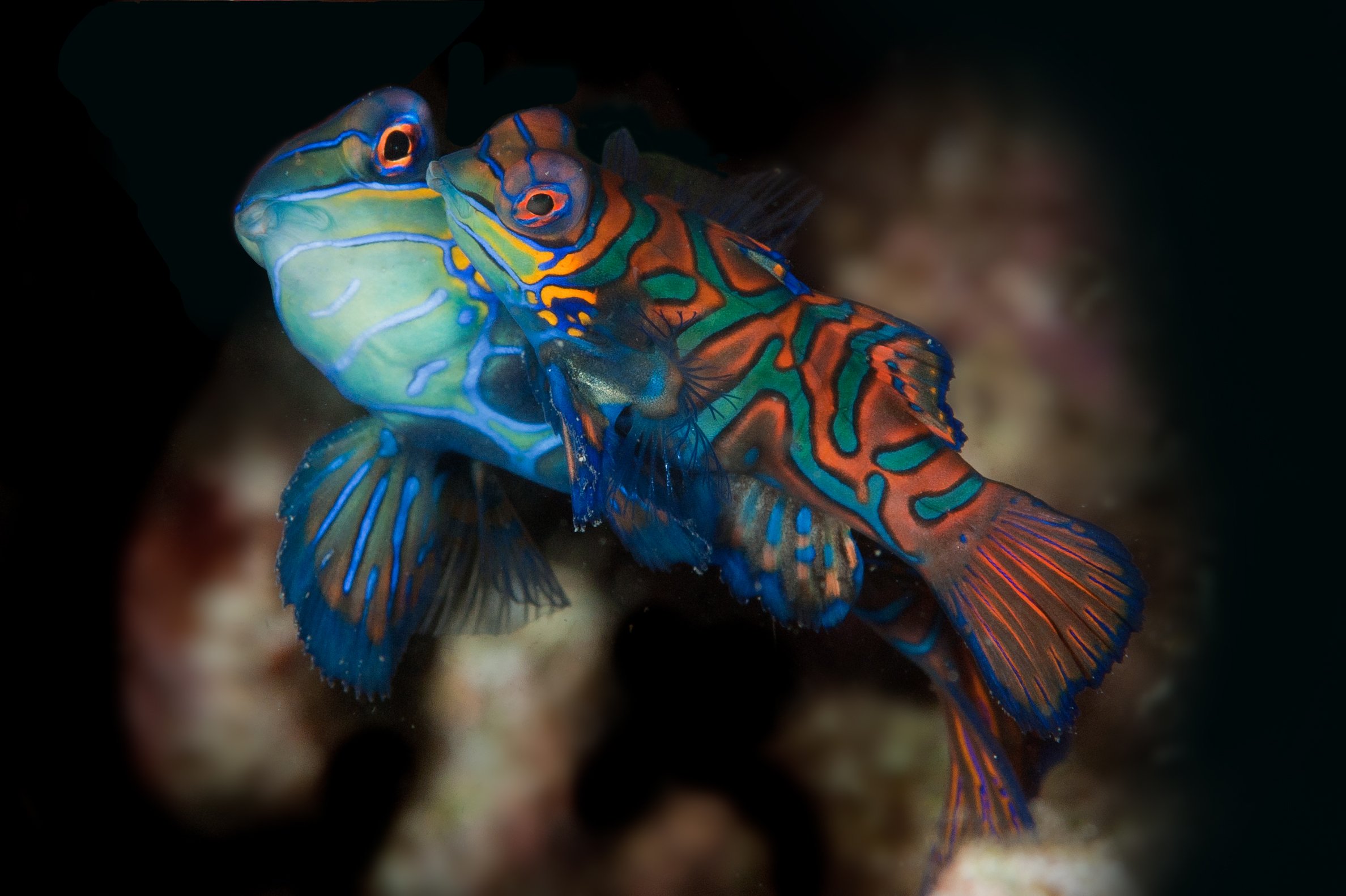 Evolution_Malapascua_Mandarinfish.jpg