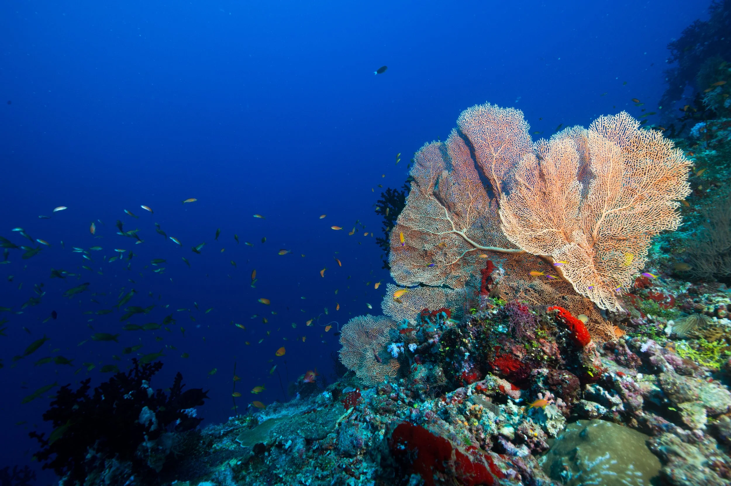 Fan Coral_01©Mark Stickler.jpg