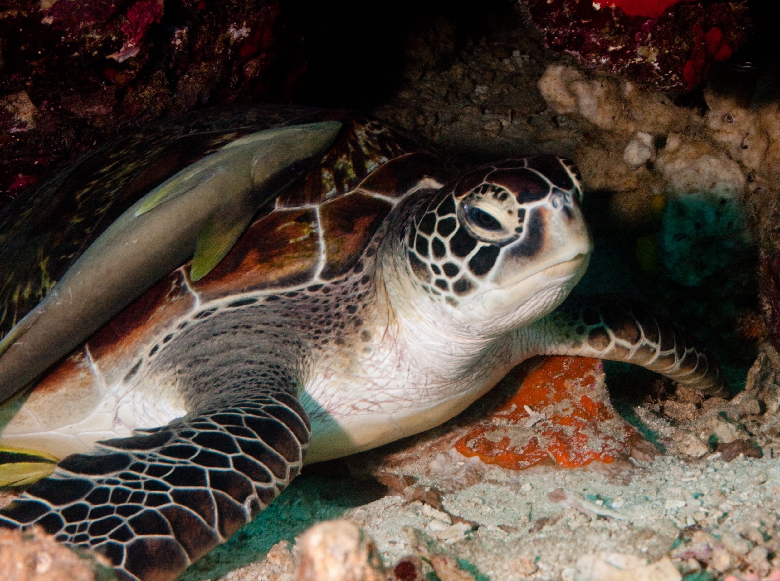 turtle and Ramora.jpg
