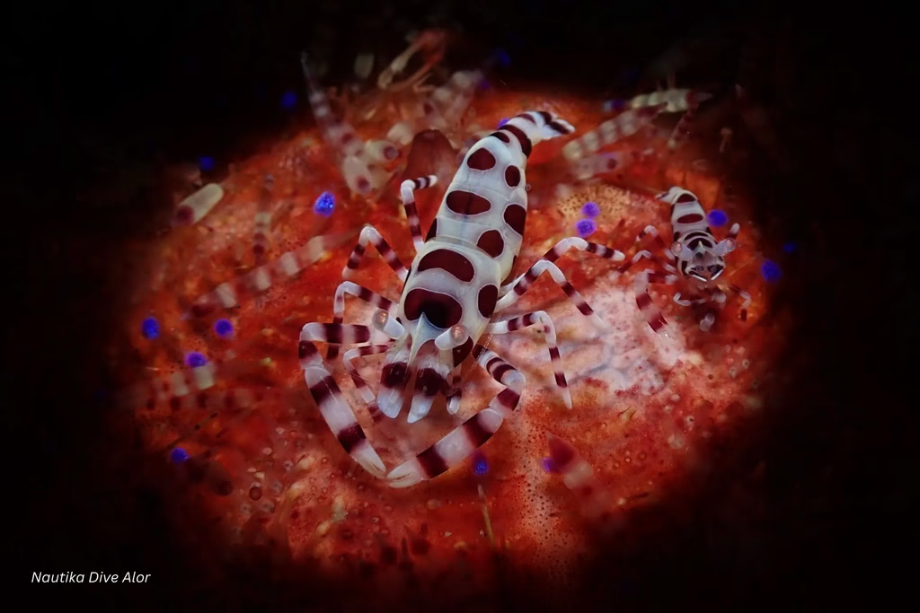 alor shrimp.png
