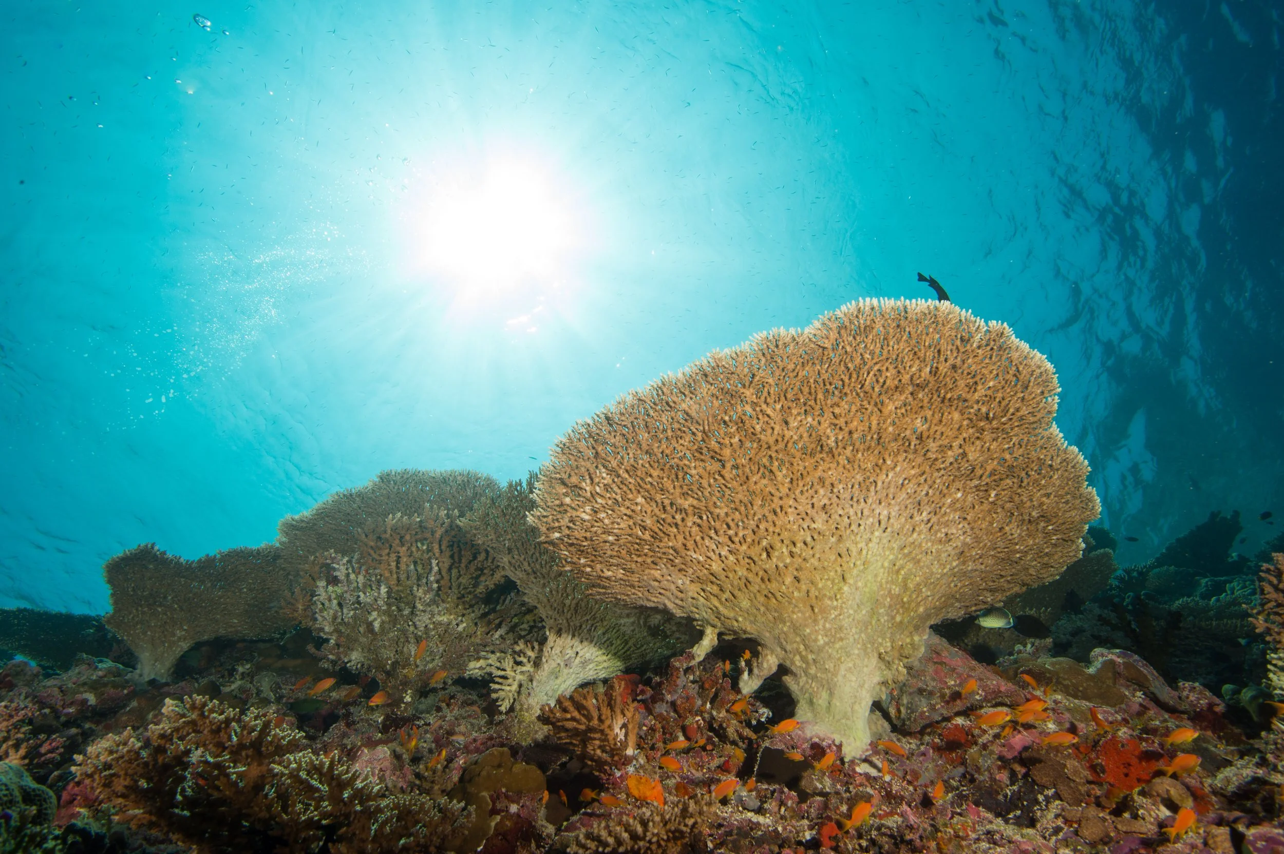 Table Coral_02©Mark Stickler.jpg