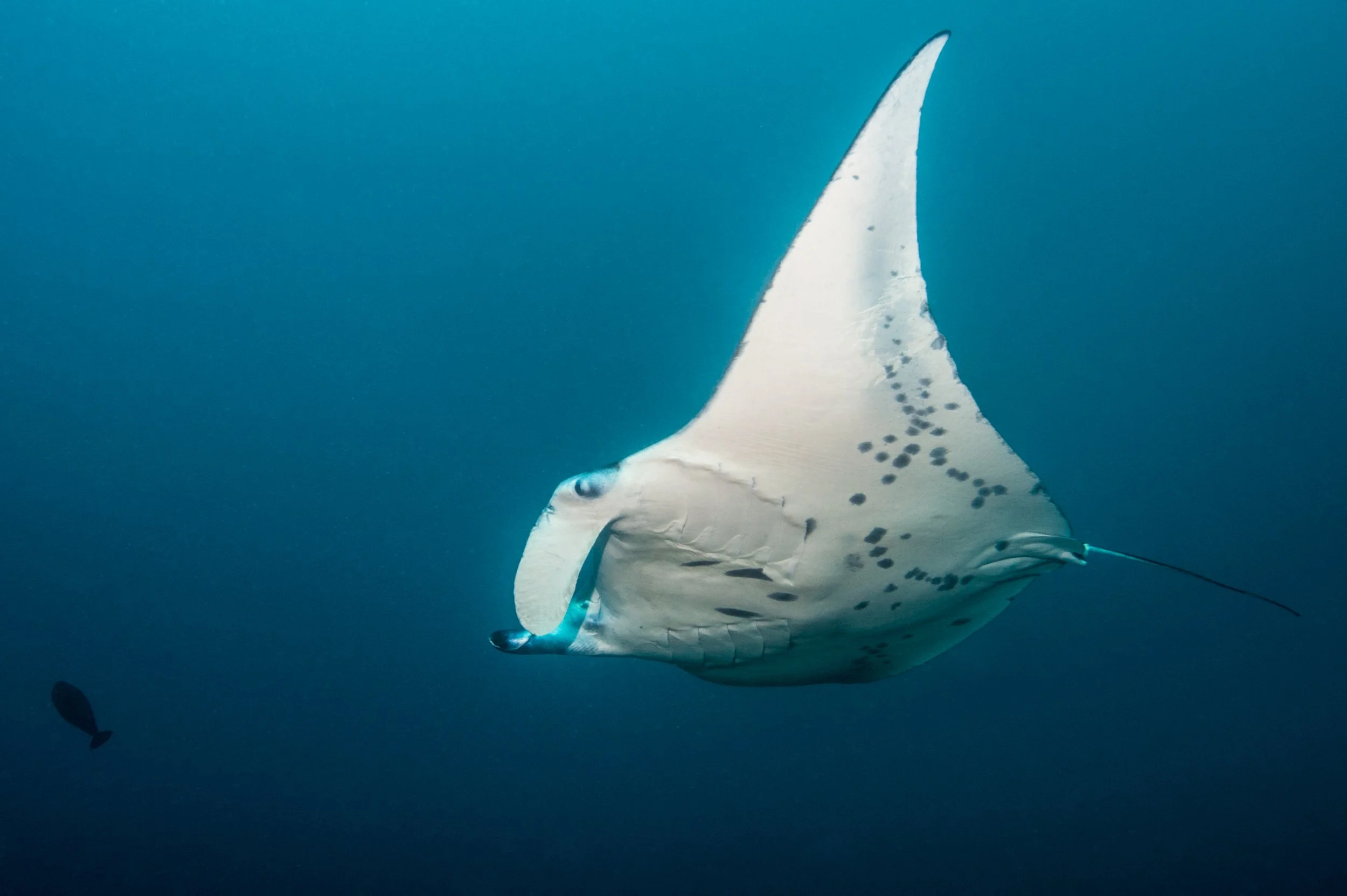Manta_01©Mark Stickler.jpg