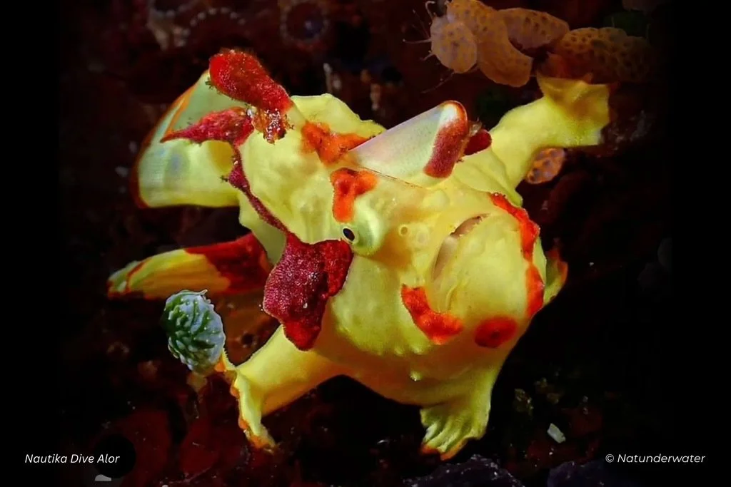 alor frog fish.jpeg